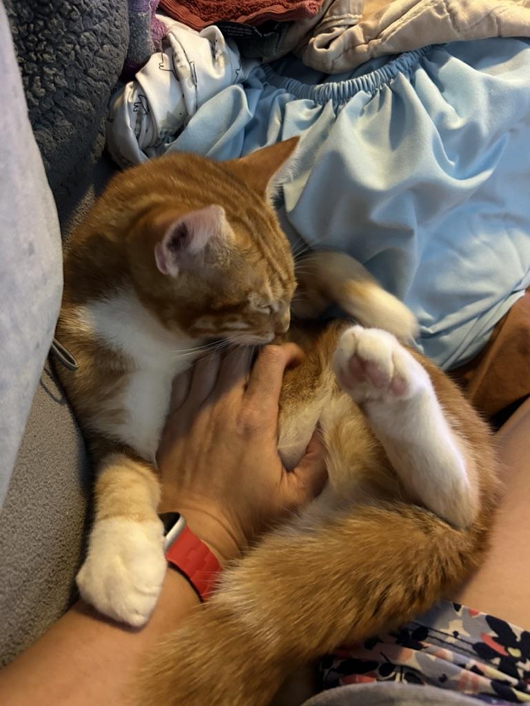 Oliver, a Adopted Domestic Short Hair in Inglewood, CA image 3/4