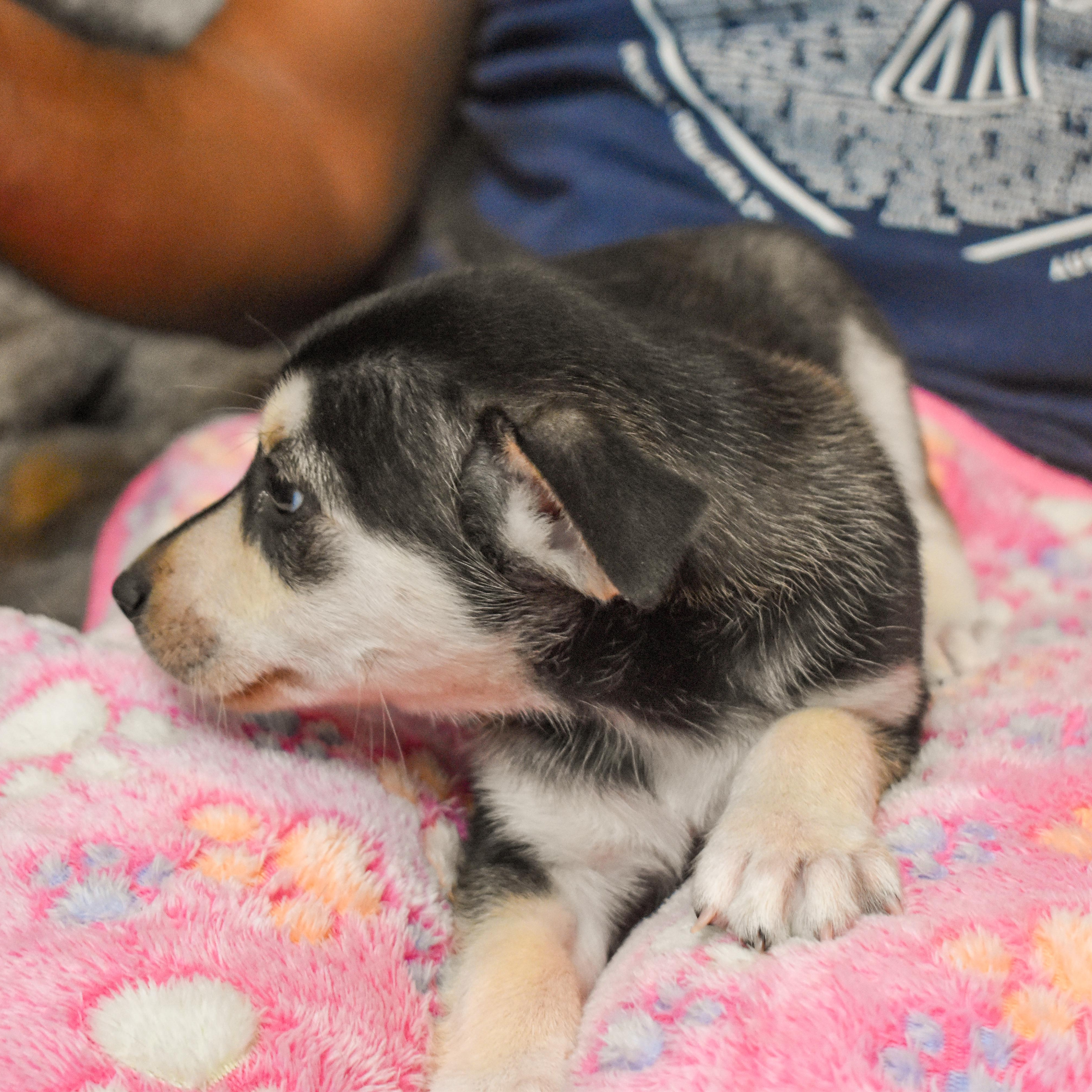 Buzz — thumbnail 4