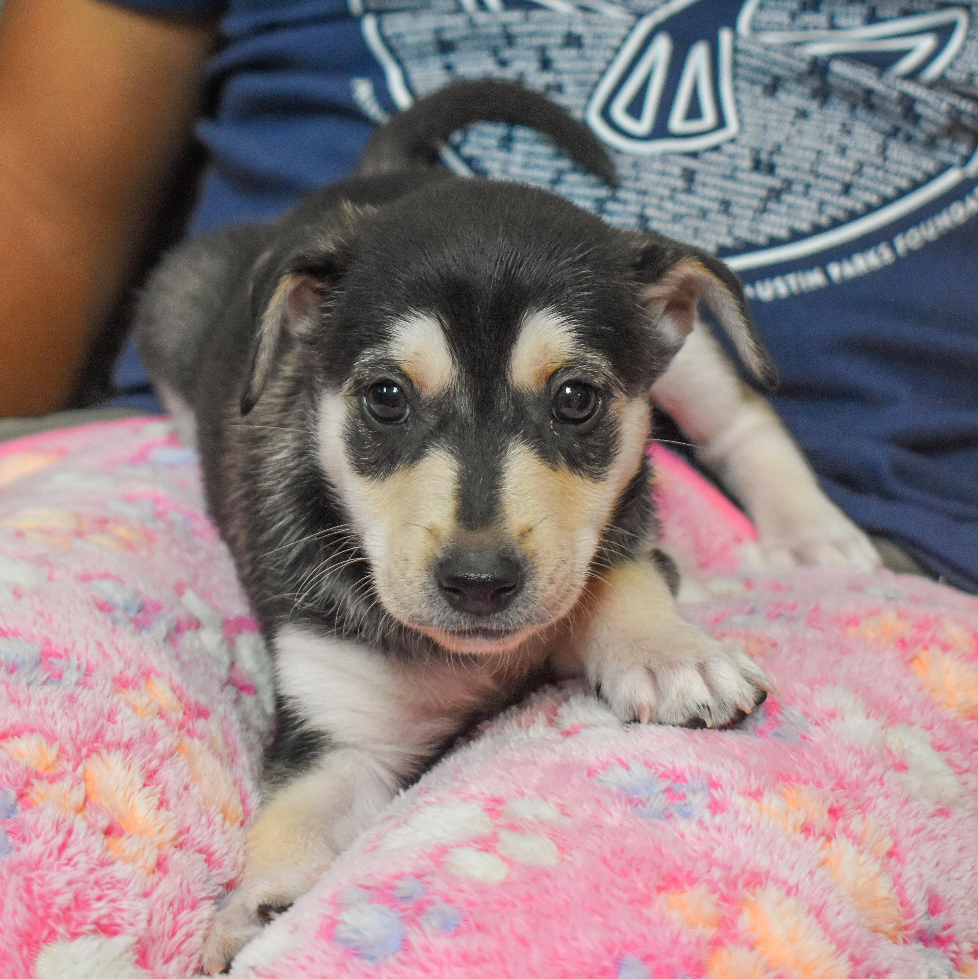 Buzz — thumbnail 5