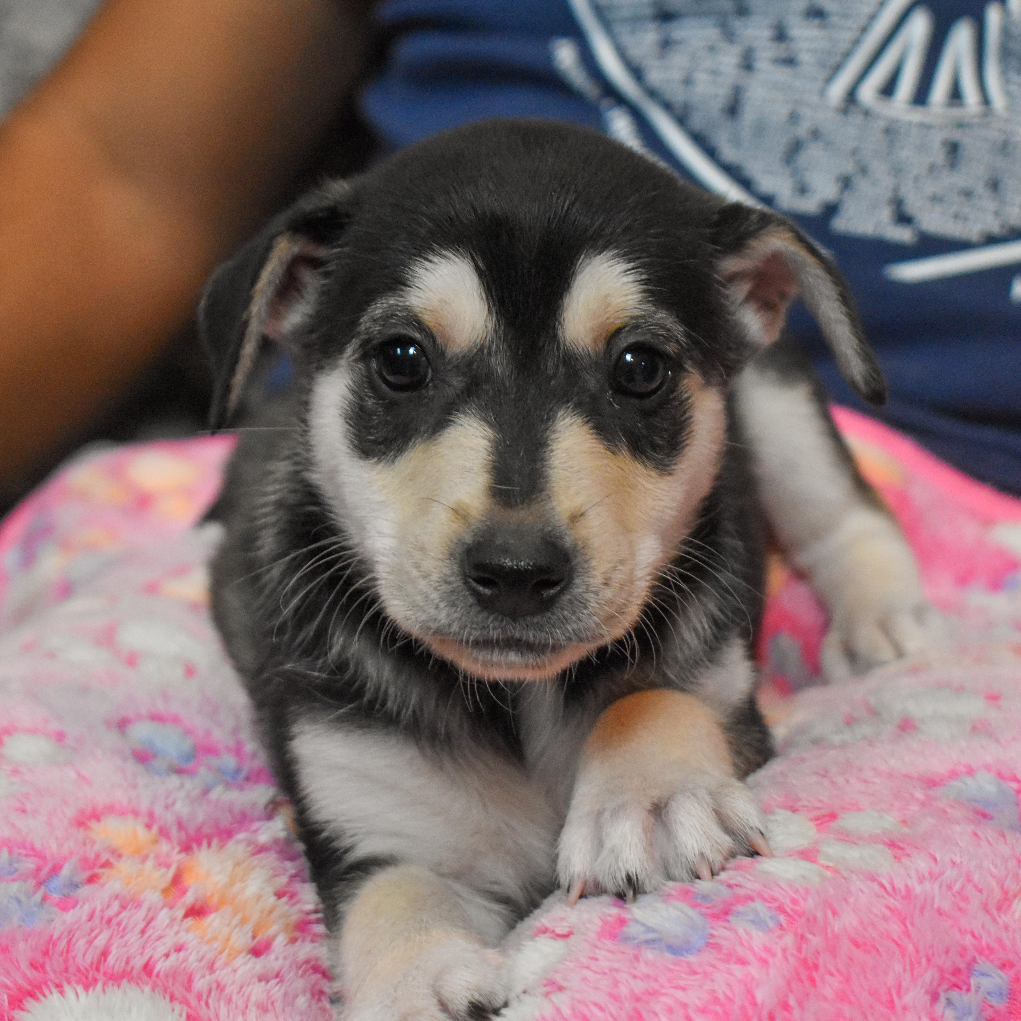 Buzz — thumbnail 6