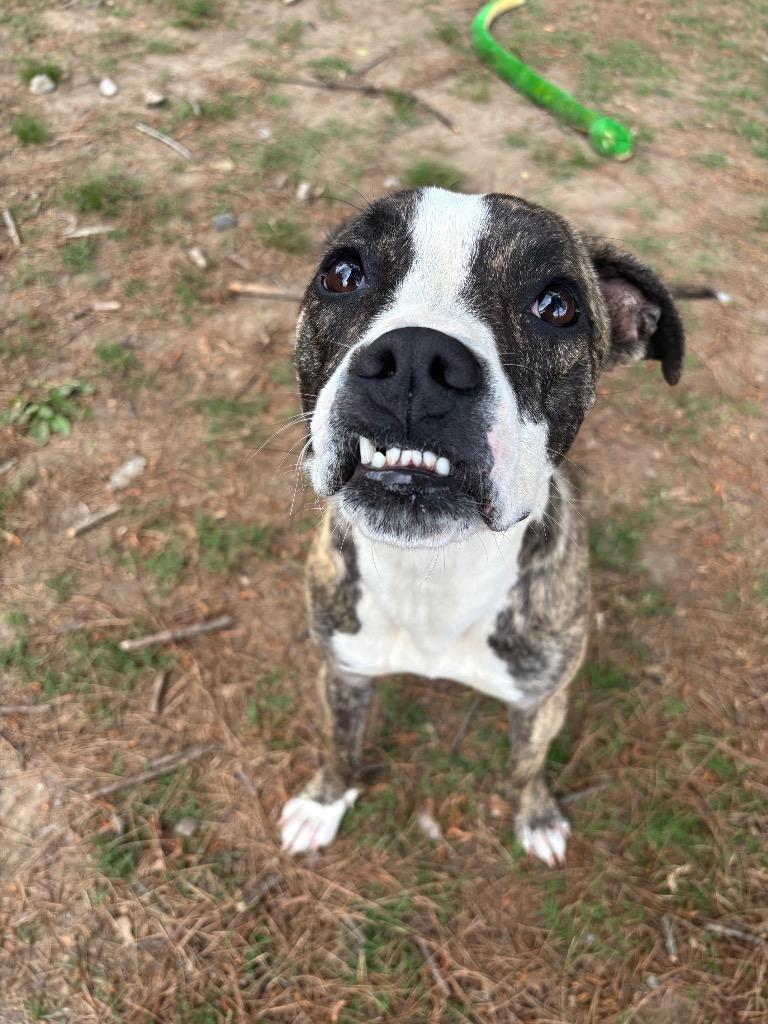 Enlarge Flora, a Adoptable mixed breed in Little Rock, AR image 2/4