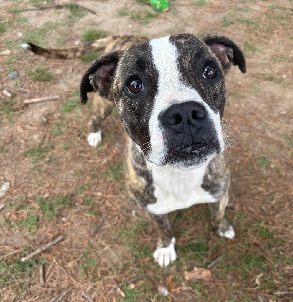 Enlarge Flora, a Adoptable mixed breed in Little Rock, AR image 3/4
