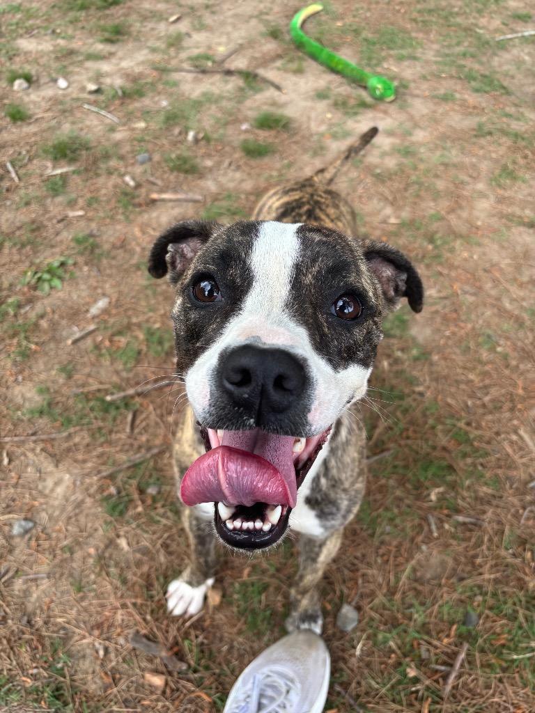 Enlarge Flora, a Adoptable mixed breed in Little Rock, AR image 4/4