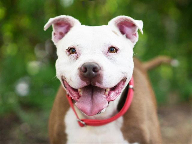 GAUGE, Adoptable, Senior Male American Bulldog.