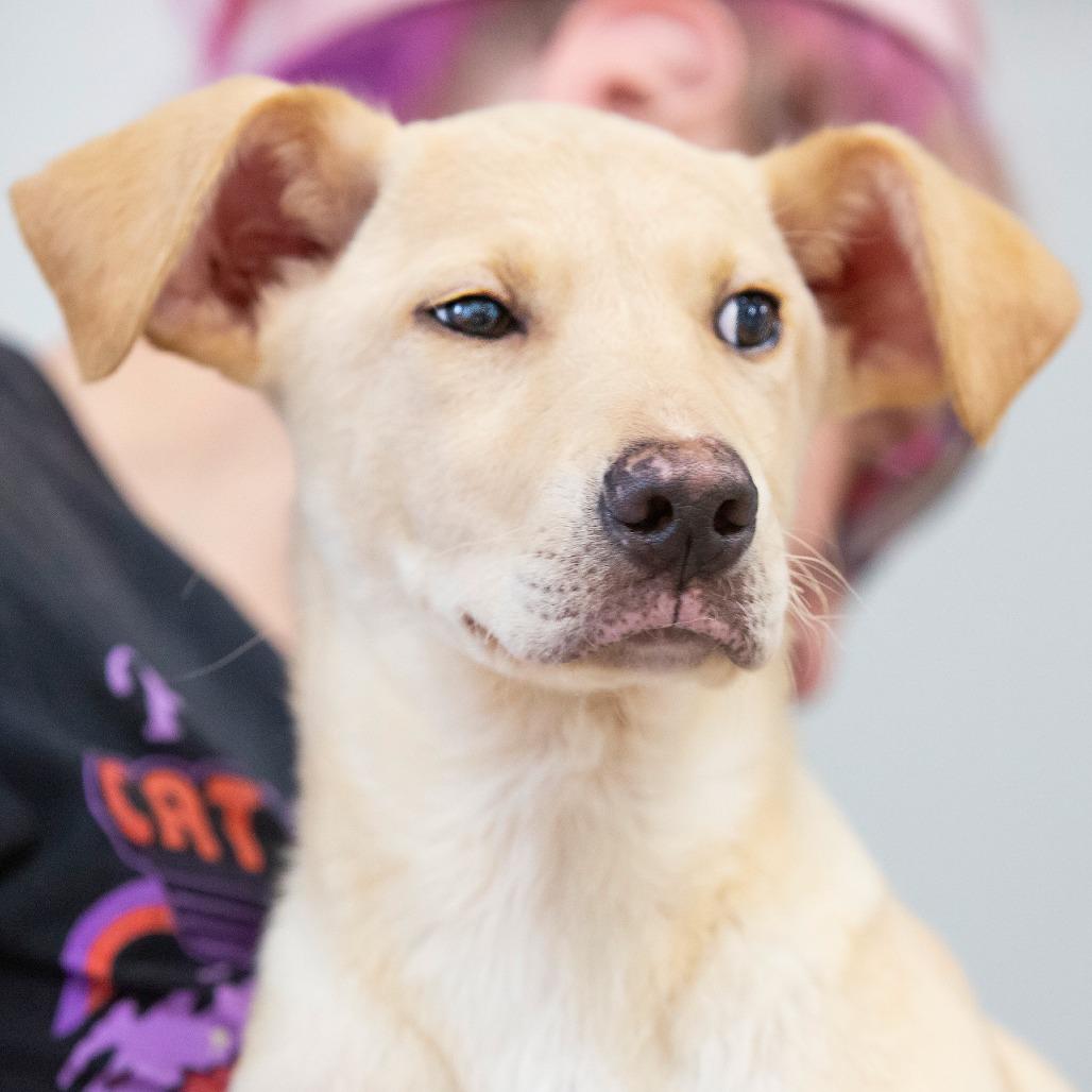 Dorothy, Adoptable, Puppy Female Mixed Breed.