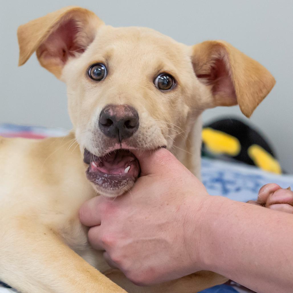 Enlarge Dorothy, a Adoptable Mixed Breed in Cartersville, GA image 2/4