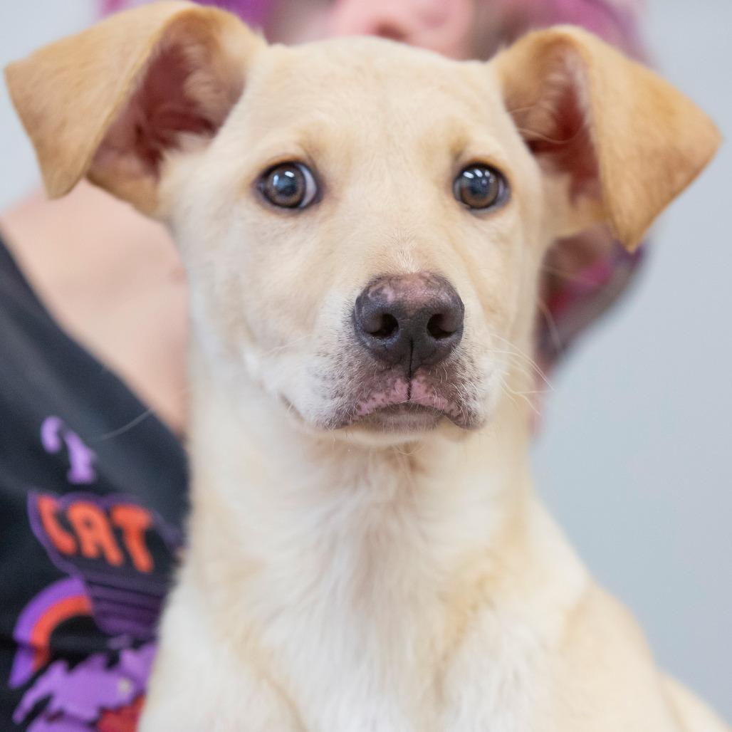 Enlarge Dorothy, a Adoptable Mixed Breed in Cartersville, GA image 3/4