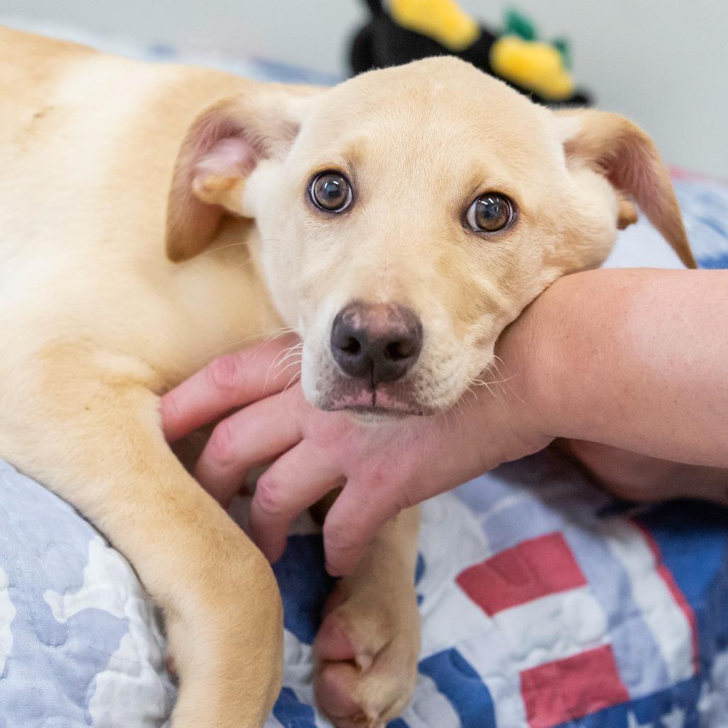 Enlarge Dorothy, a Adoptable Mixed Breed in Cartersville, GA image 4/4
