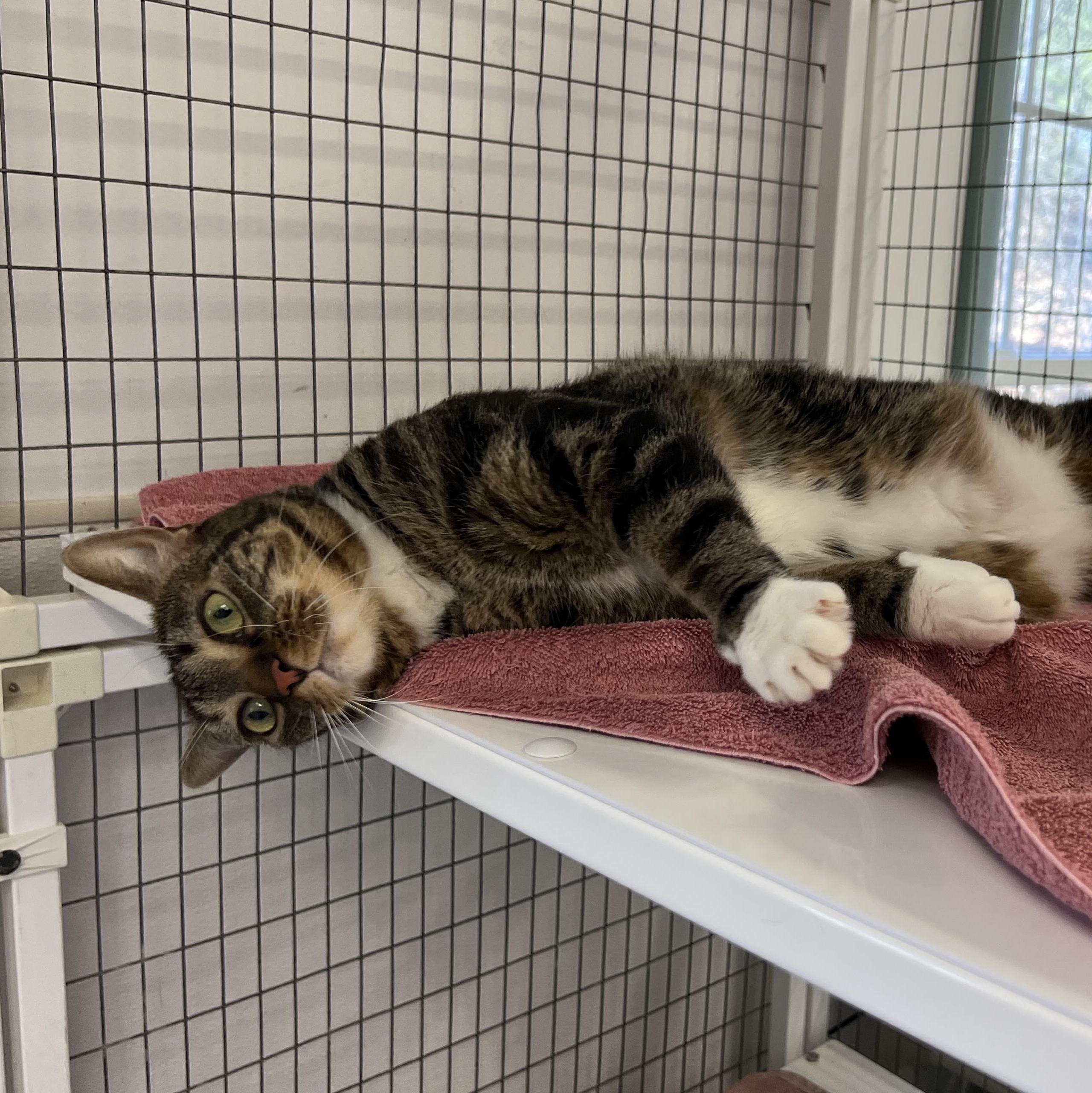 Enlarge Nala, a ADOPTABLE Domestic Short Hair in Medfield, MA image 2/6