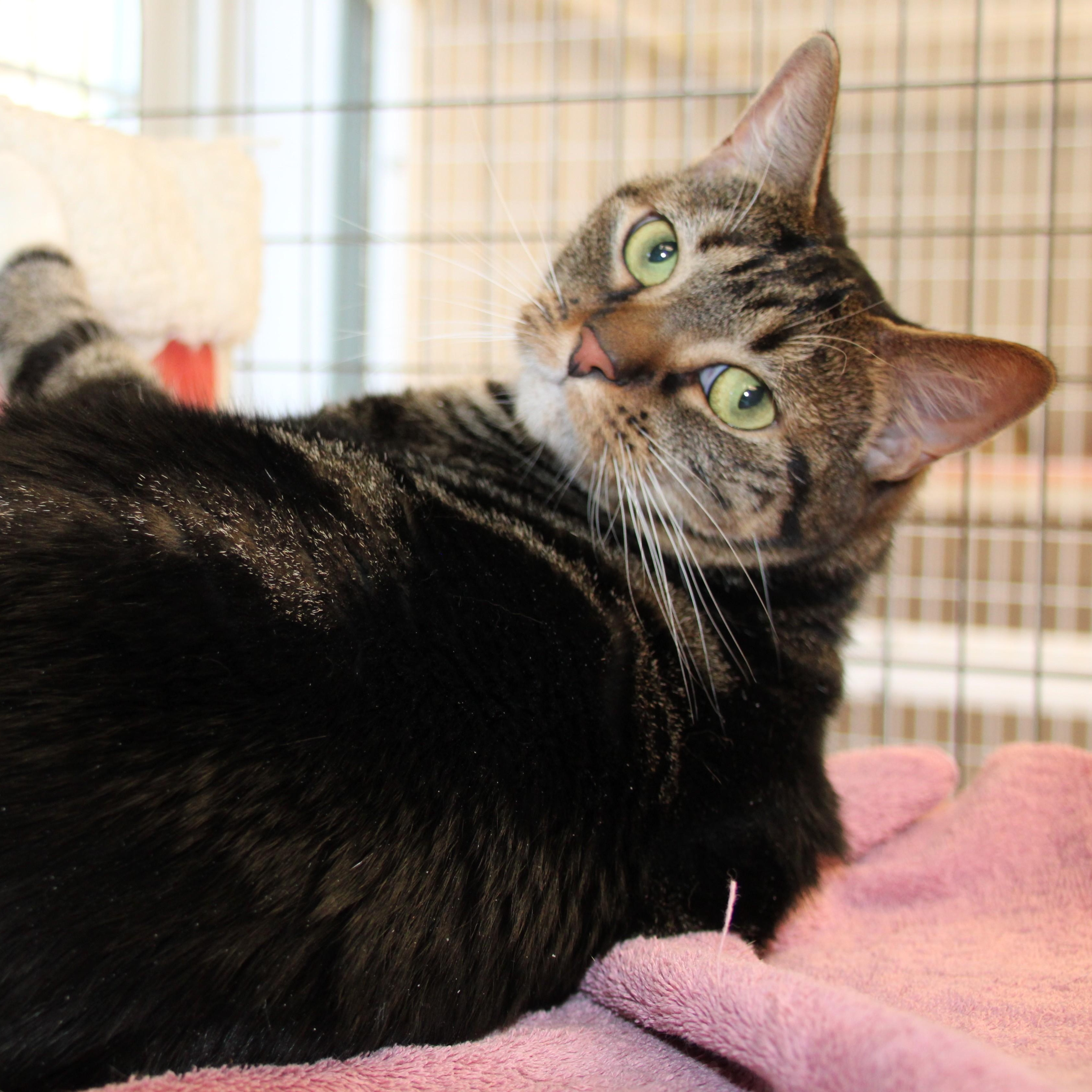 Enlarge Nala, a ADOPTABLE Domestic Short Hair in Medfield, MA image 3/6