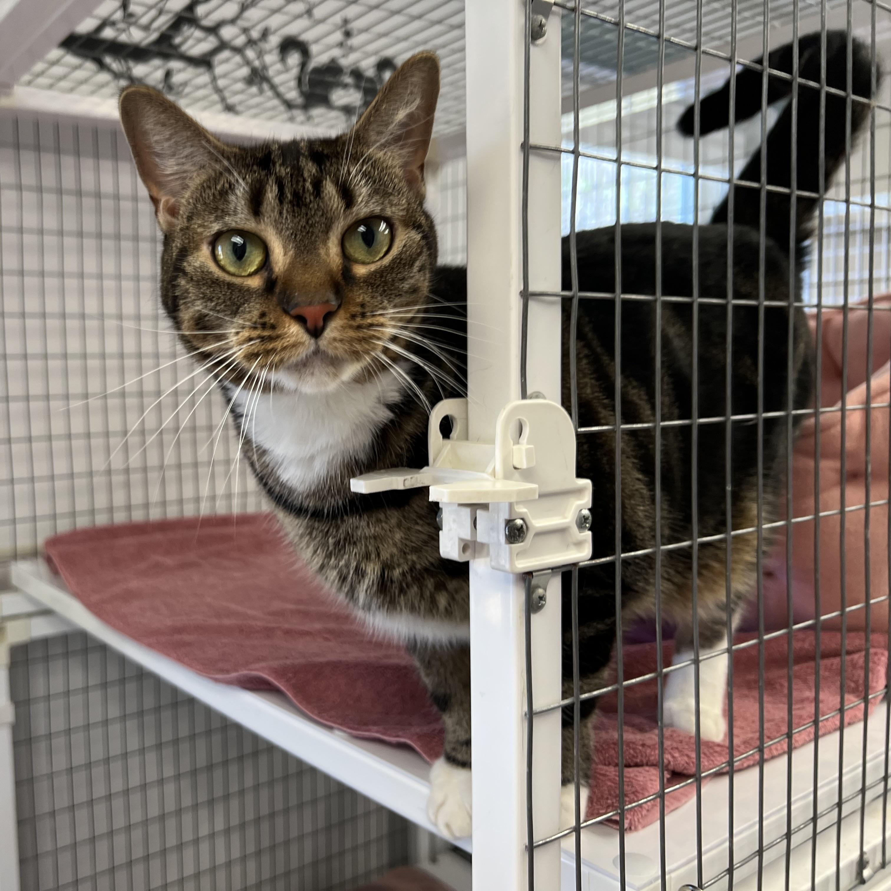 Enlarge Nala, a ADOPTABLE Domestic Short Hair in Medfield, MA image 4/6