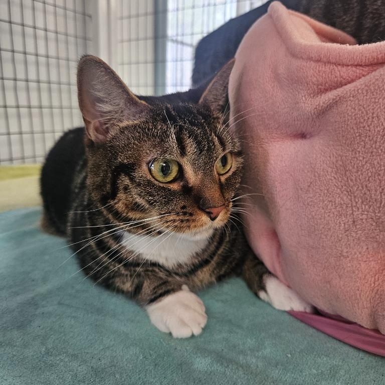 Enlarge Nala, a ADOPTABLE Domestic Short Hair in Medfield, MA image 5/6