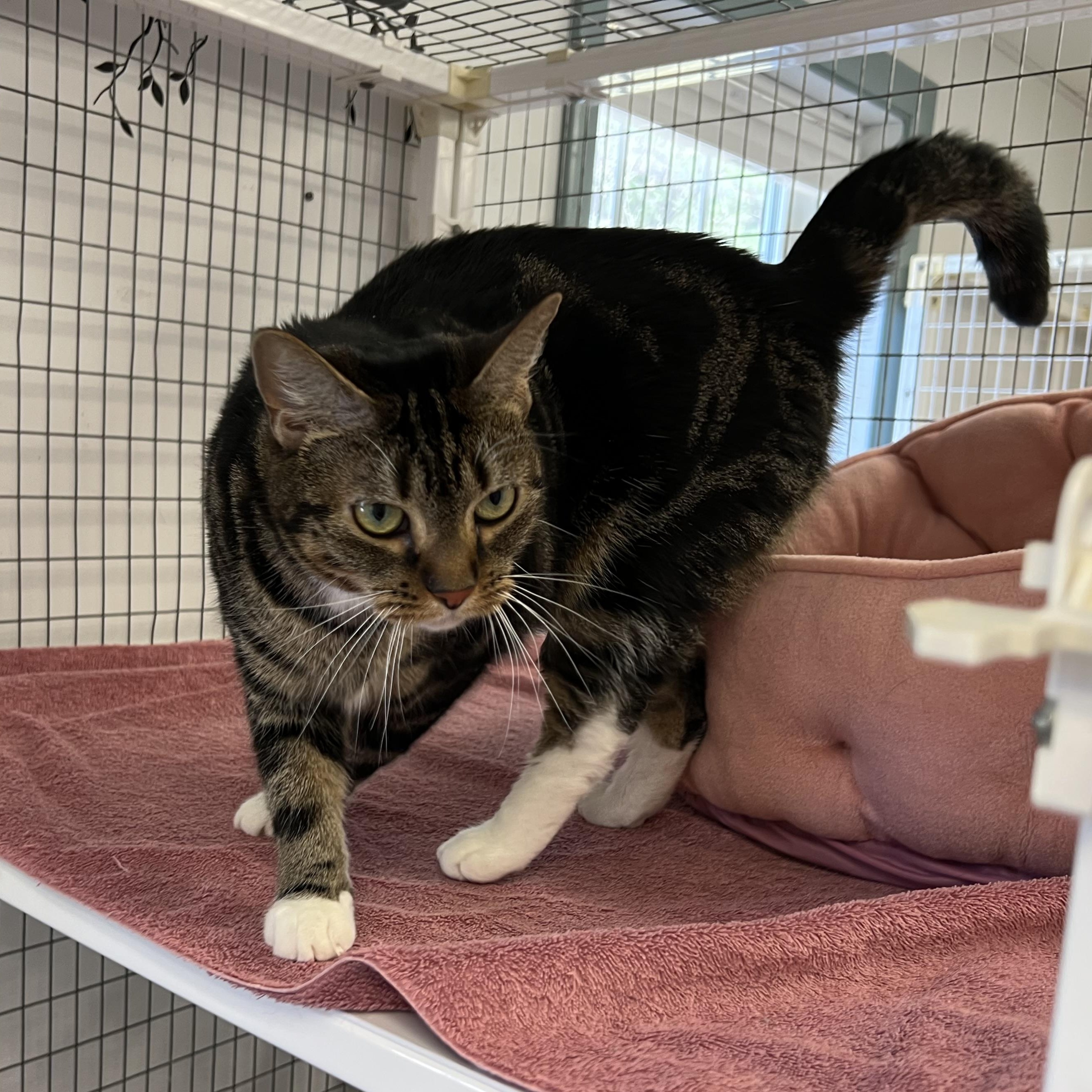 Enlarge Nala, a ADOPTABLE Domestic Short Hair in Medfield, MA image 1/6