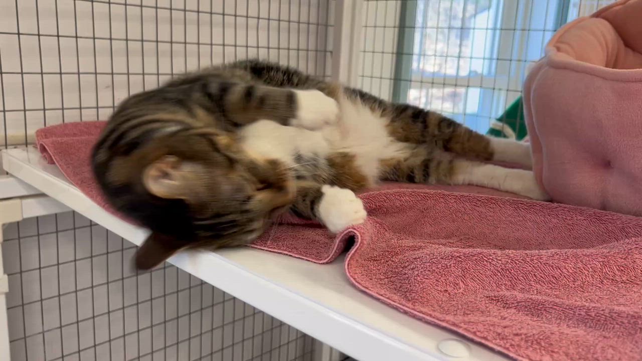 Enlarge Nala, a ADOPTABLE Domestic Short Hair in Medfield, MA video 6/6