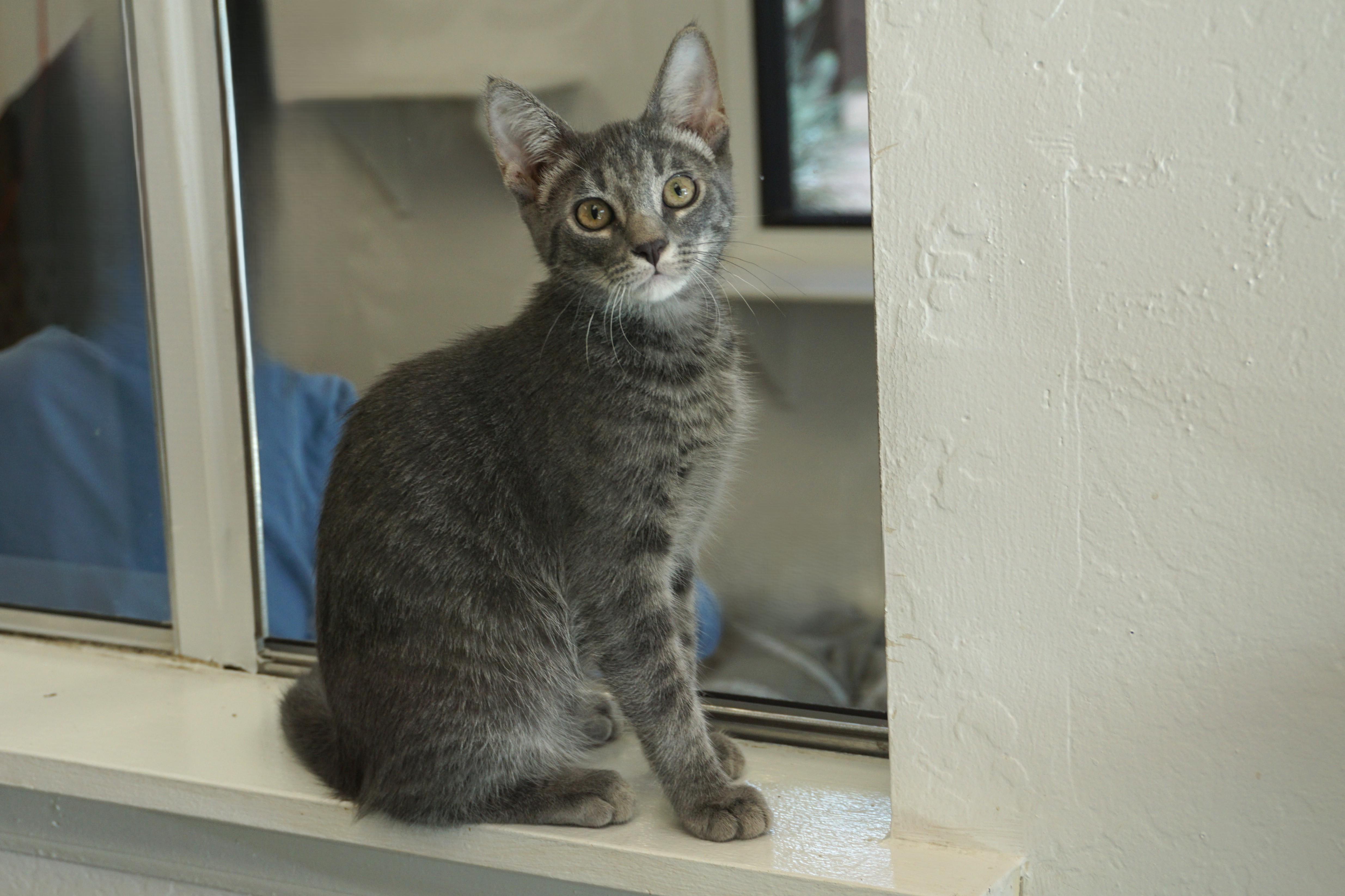 Enlarge Pine, a Adopted Domestic Short Hair in Fountain Hills, AZ image 1/5