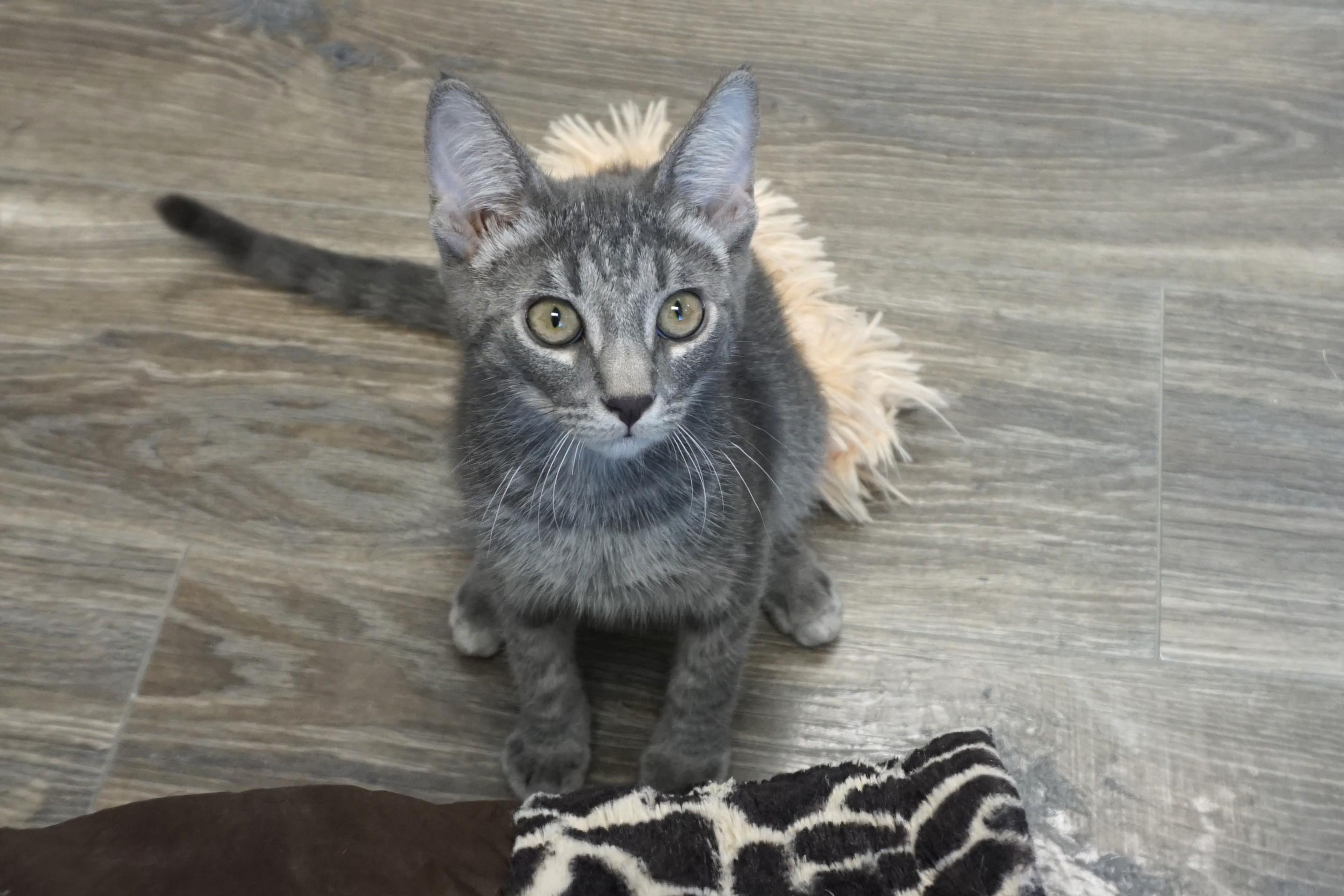 Enlarge Pine, a Adopted Domestic Short Hair in Fountain Hills, AZ image 3/5