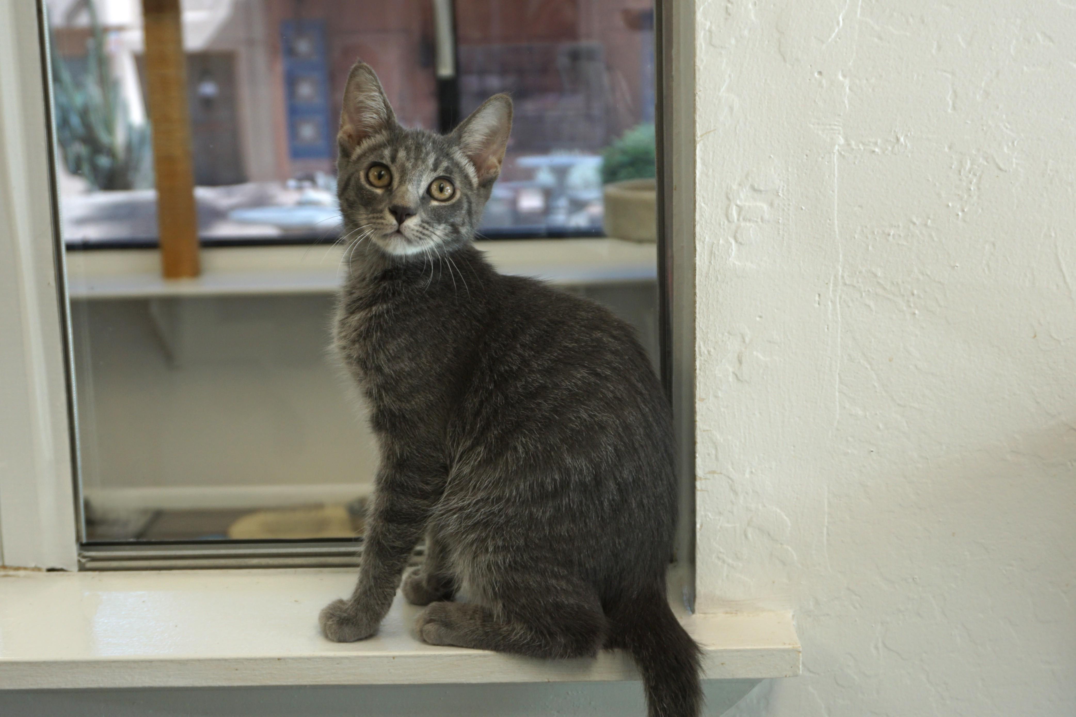Enlarge Pine, a Adopted Domestic Short Hair in Fountain Hills, AZ image 2/5
