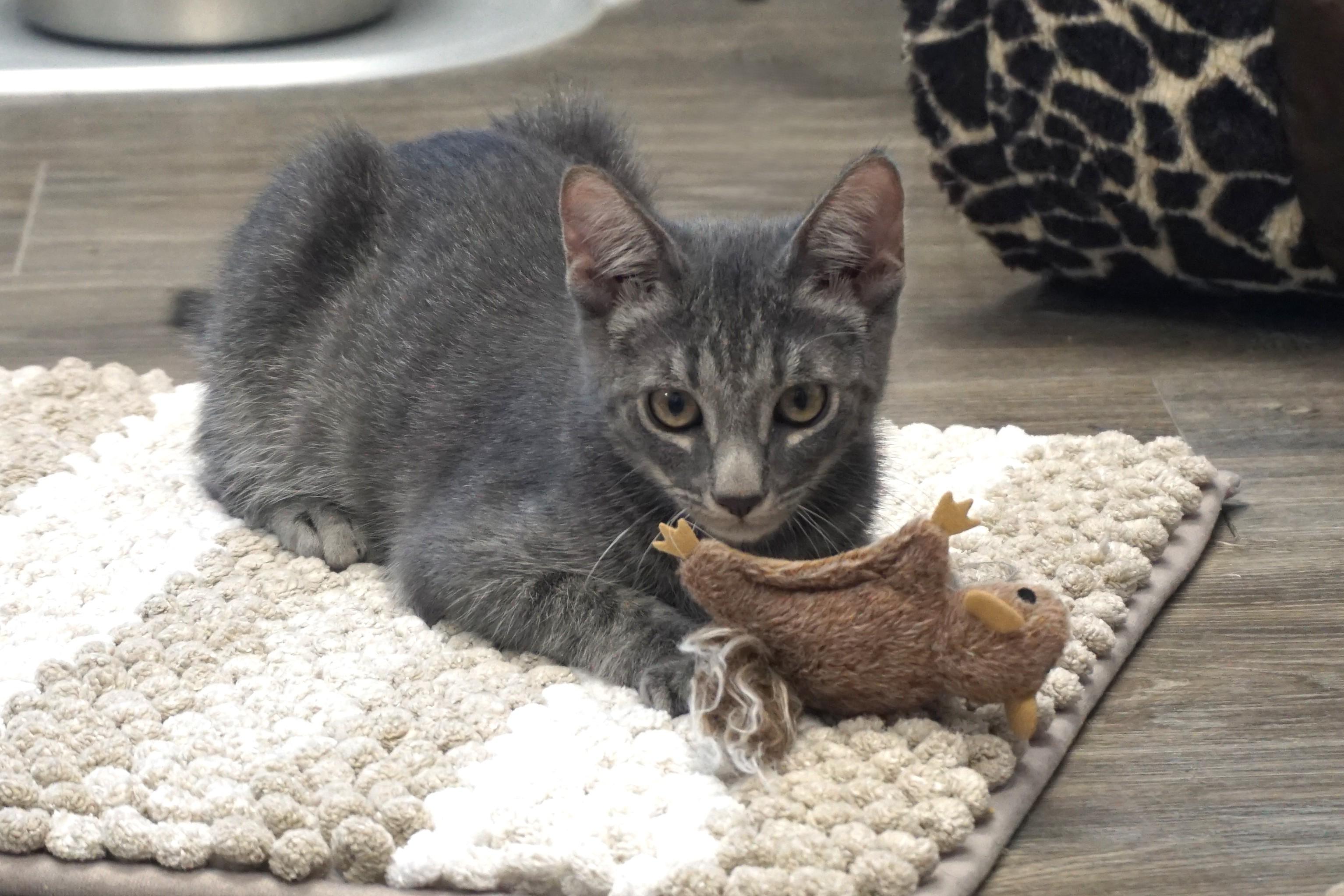 Enlarge Pine, a Adopted Domestic Short Hair in Fountain Hills, AZ image 5/5