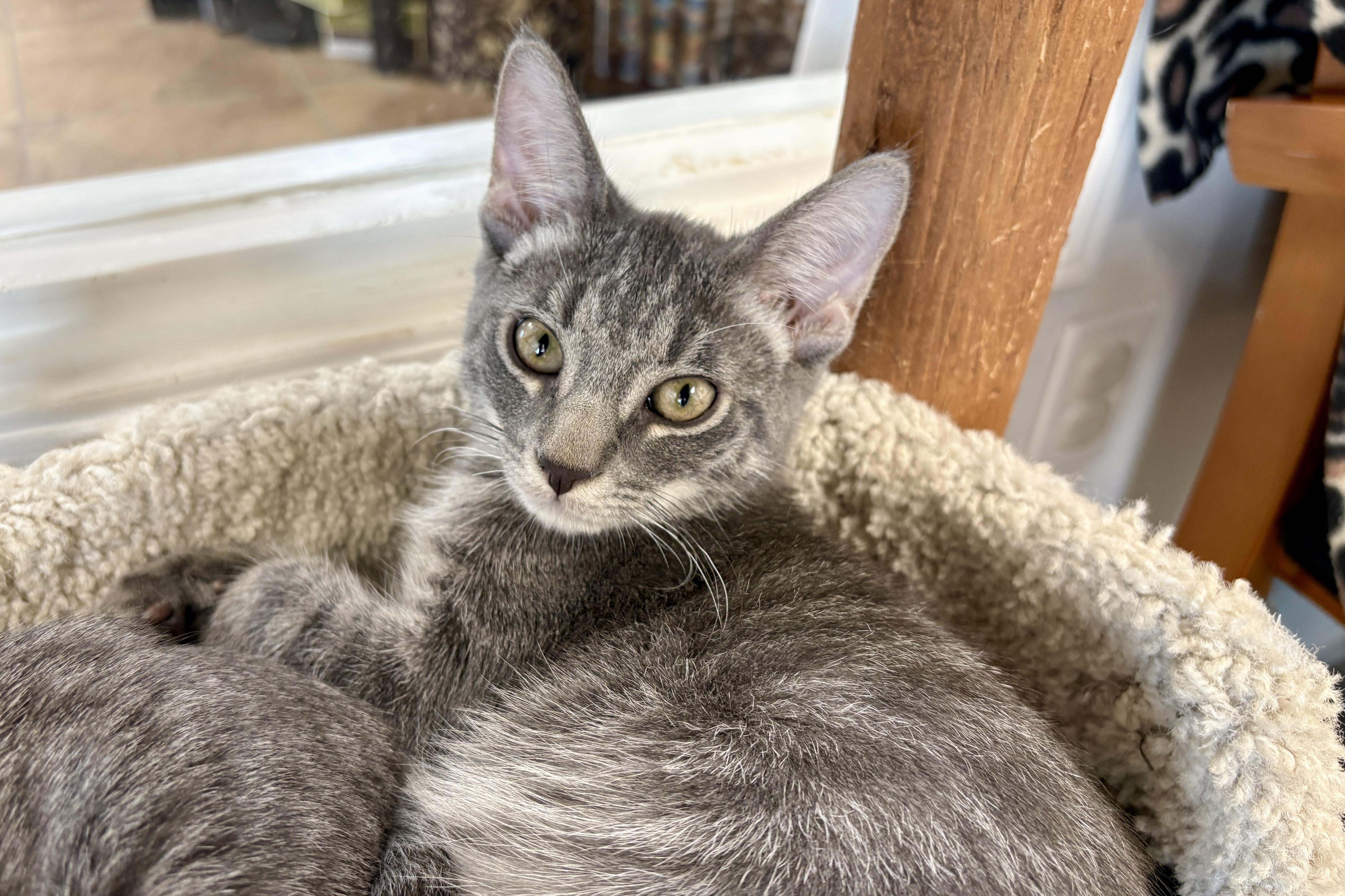 Enlarge Pine, a Adopted Domestic Short Hair in Fountain Hills, AZ image 4/5