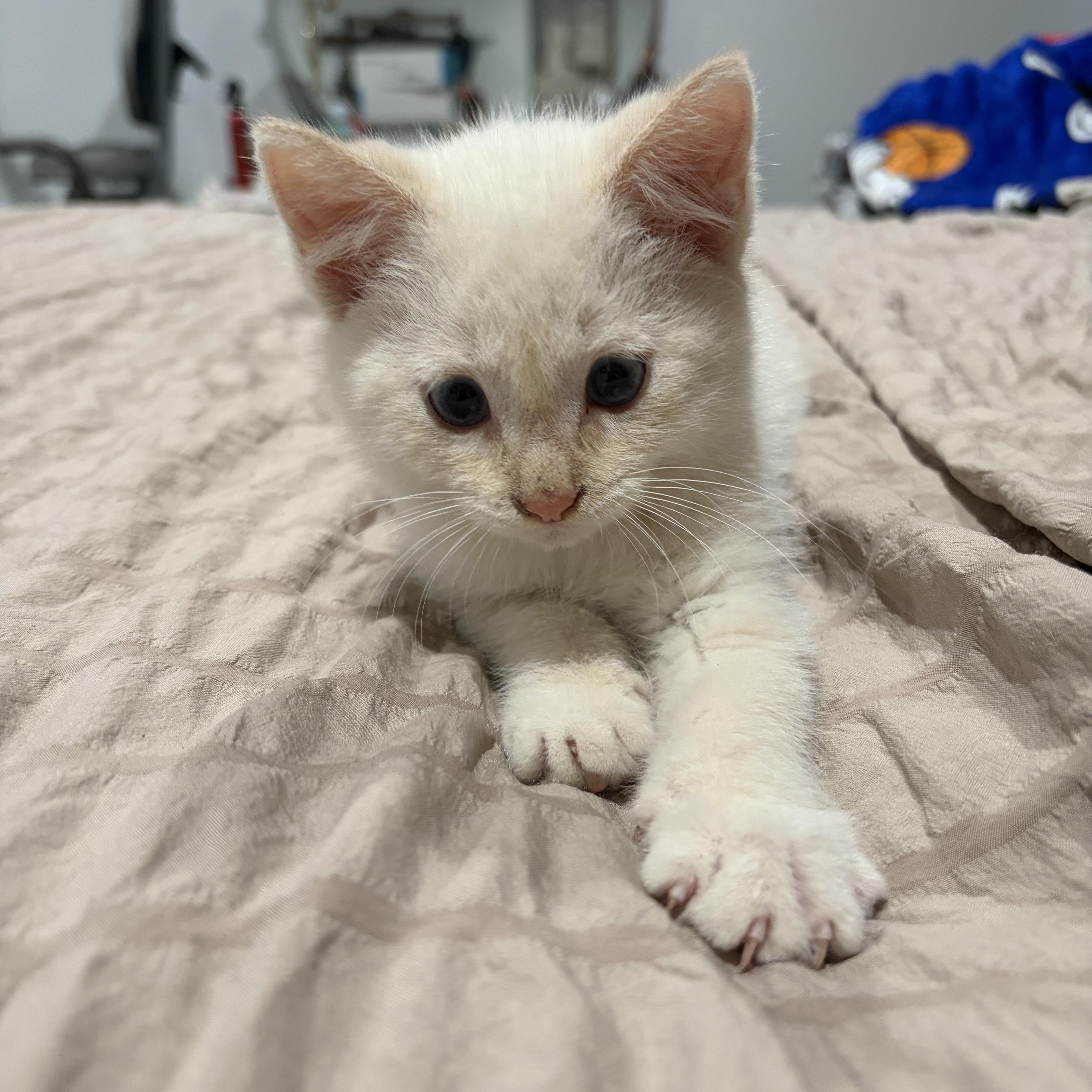 Enlarge Munester, a Adoptable Domestic Medium Hair in brant, MI image 2/6