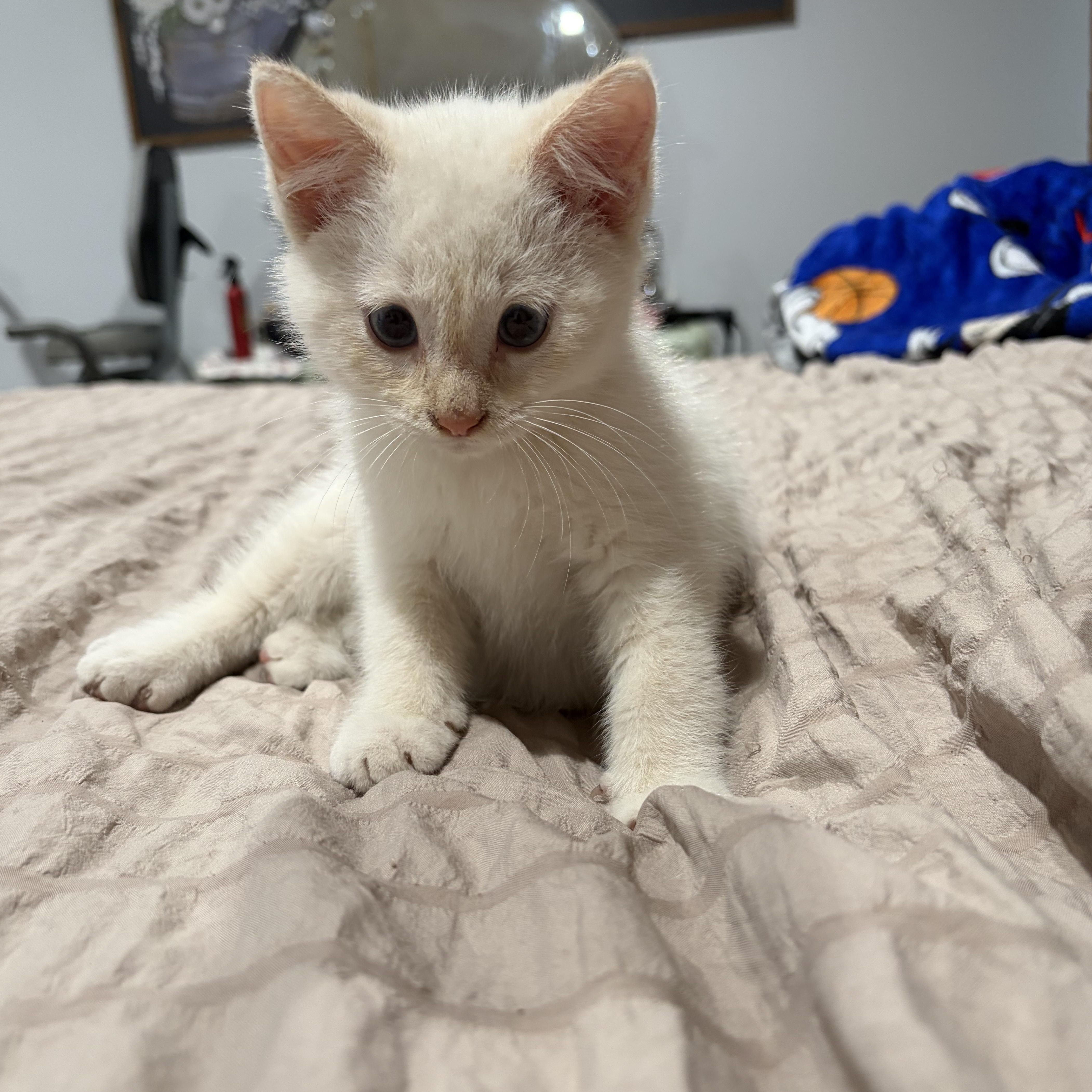 Munester, Adoptable, Kitten Male Domestic Medium Hair.