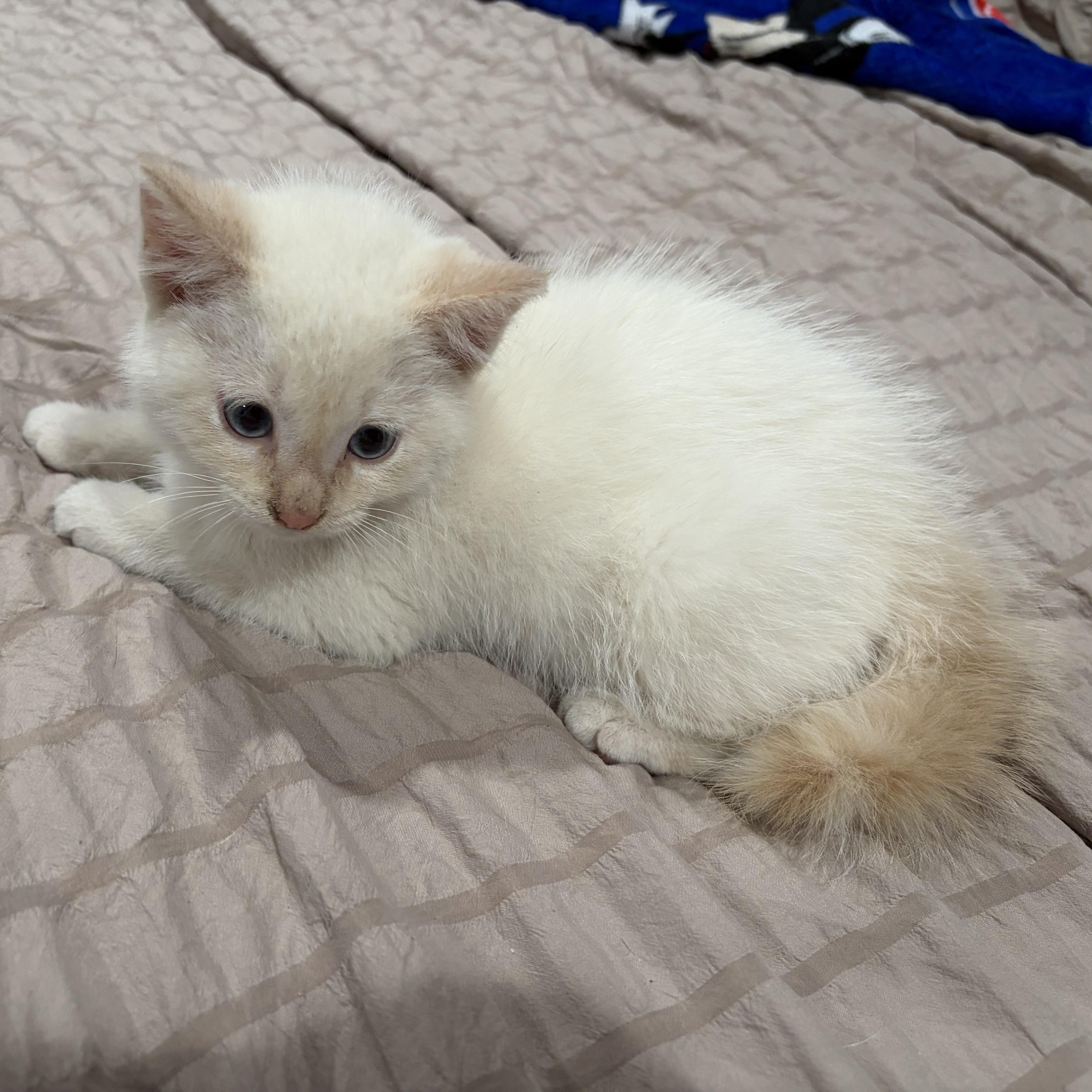 Enlarge Munester, a Adoptable Domestic Medium Hair in brant, MI image 5/6