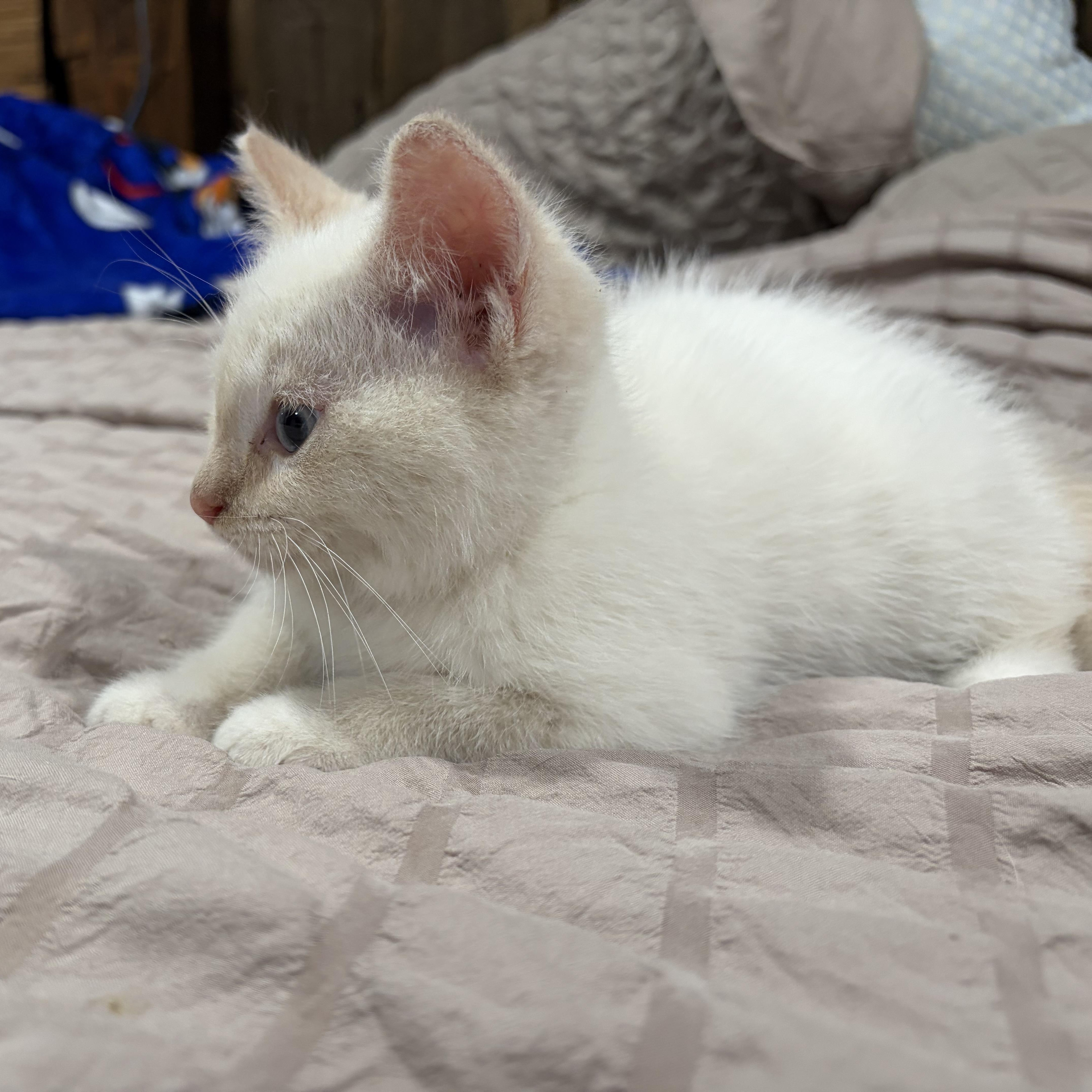 Enlarge Munester, a Adoptable Domestic Medium Hair in brant, MI image 6/6