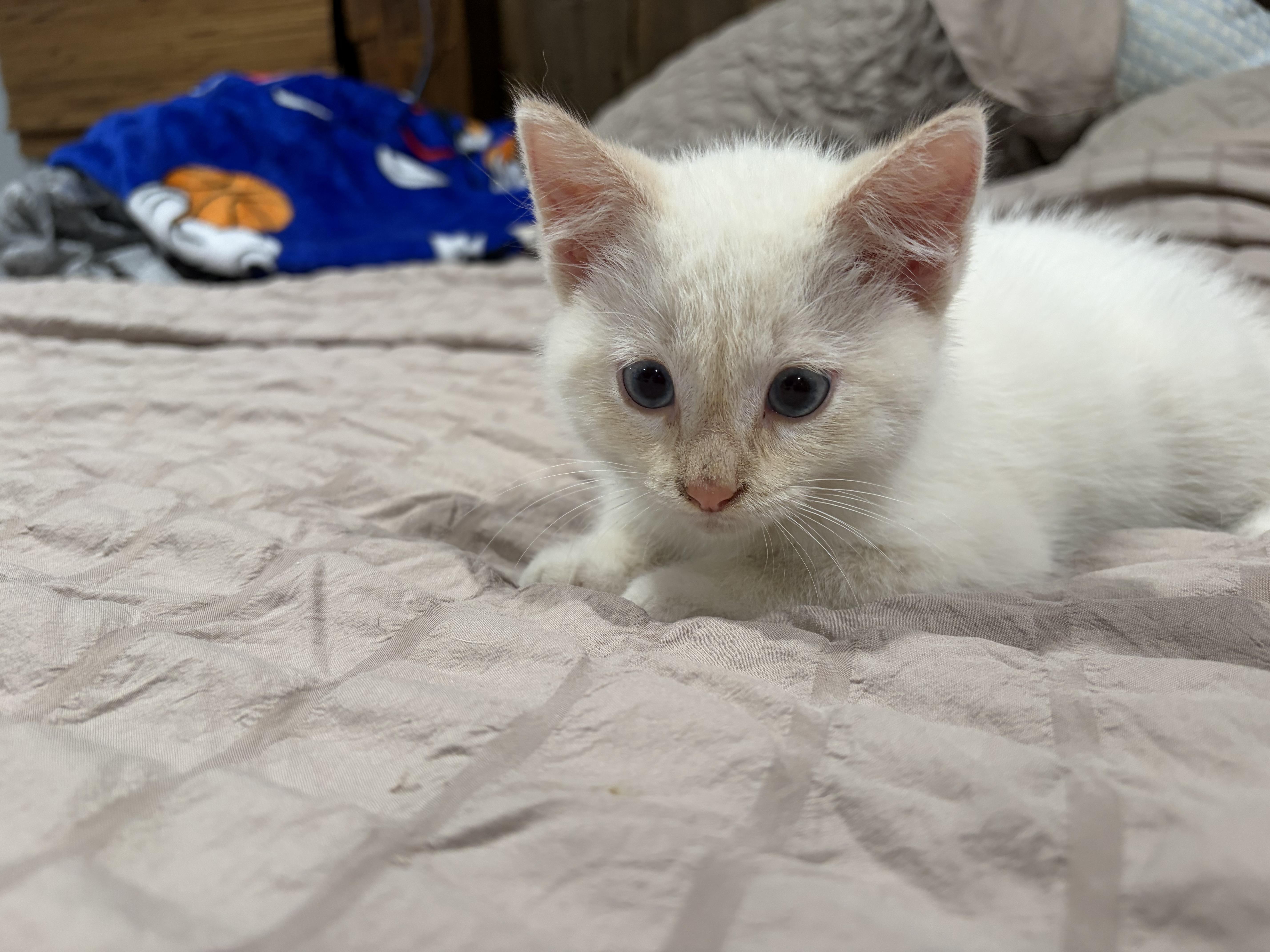 Enlarge Munester, a Adoptable Domestic Medium Hair in brant, MI image 4/6