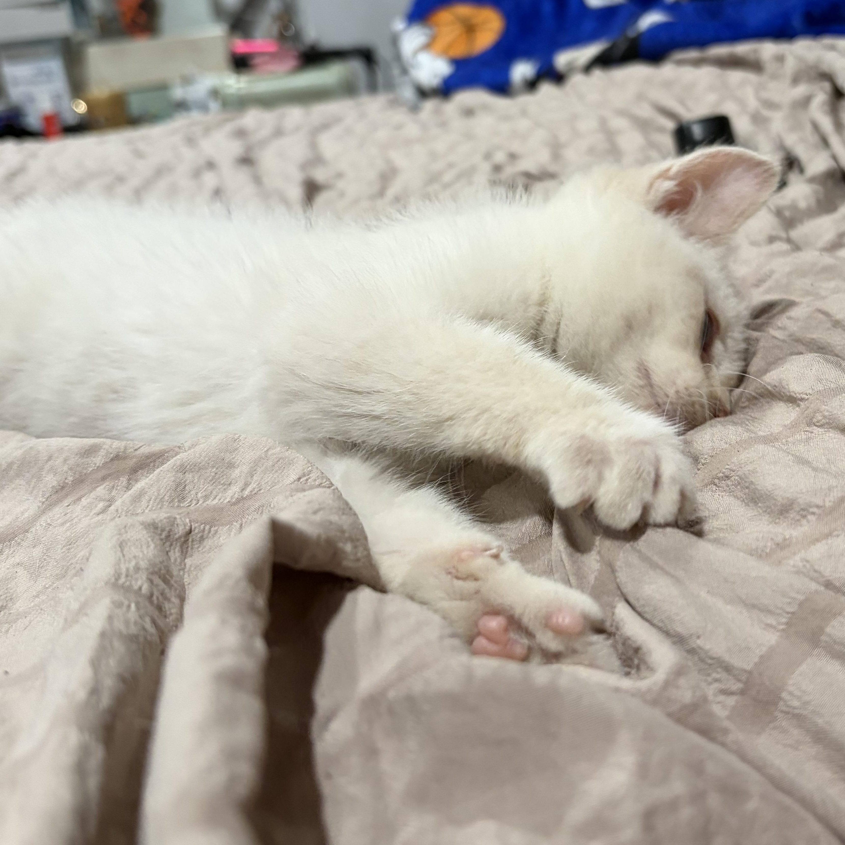 Enlarge Munester, a Adoptable Domestic Medium Hair in brant, MI image 3/6