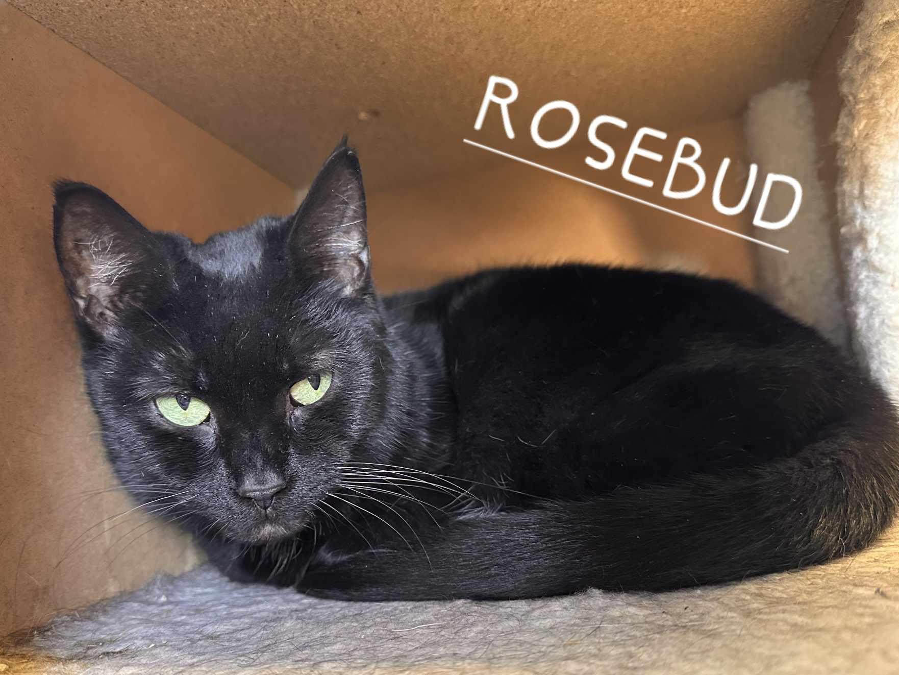 Rosebud, Adult Female unknown