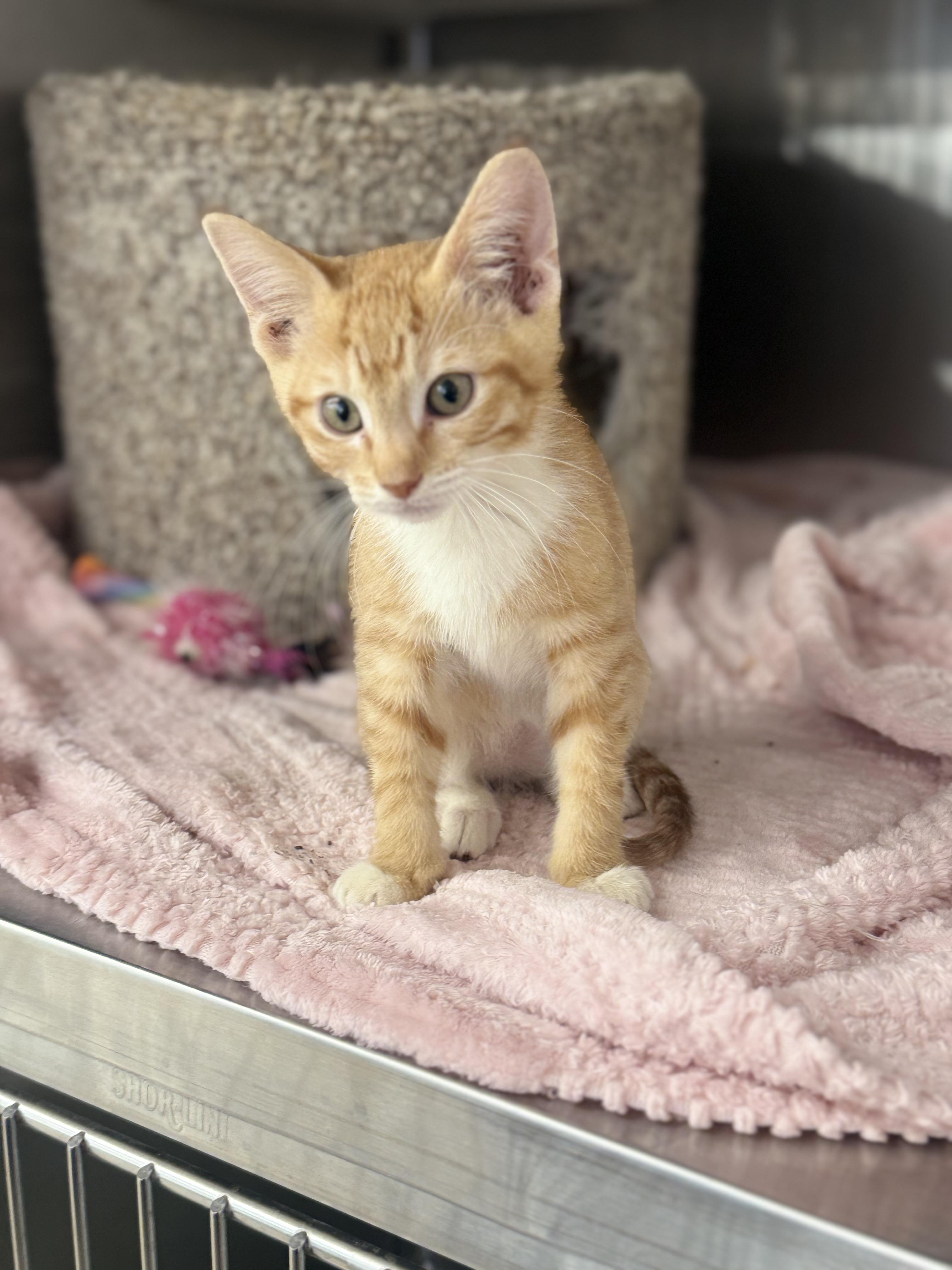 Flash, an adopted Domestic Short Hair in Magnolia, TX image 3/3