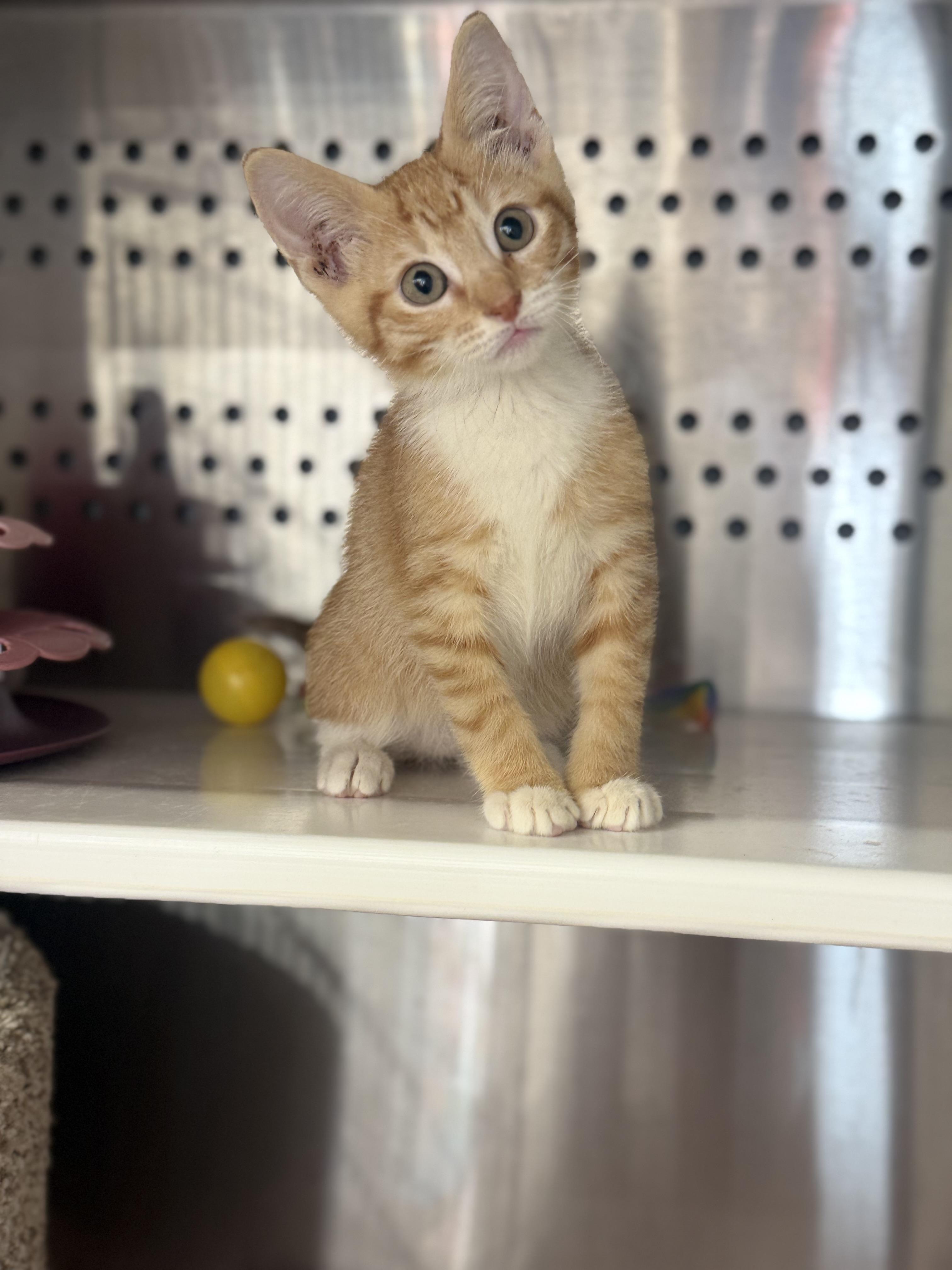 Flash, an adopted Domestic Short Hair in Magnolia, TX image 2/3