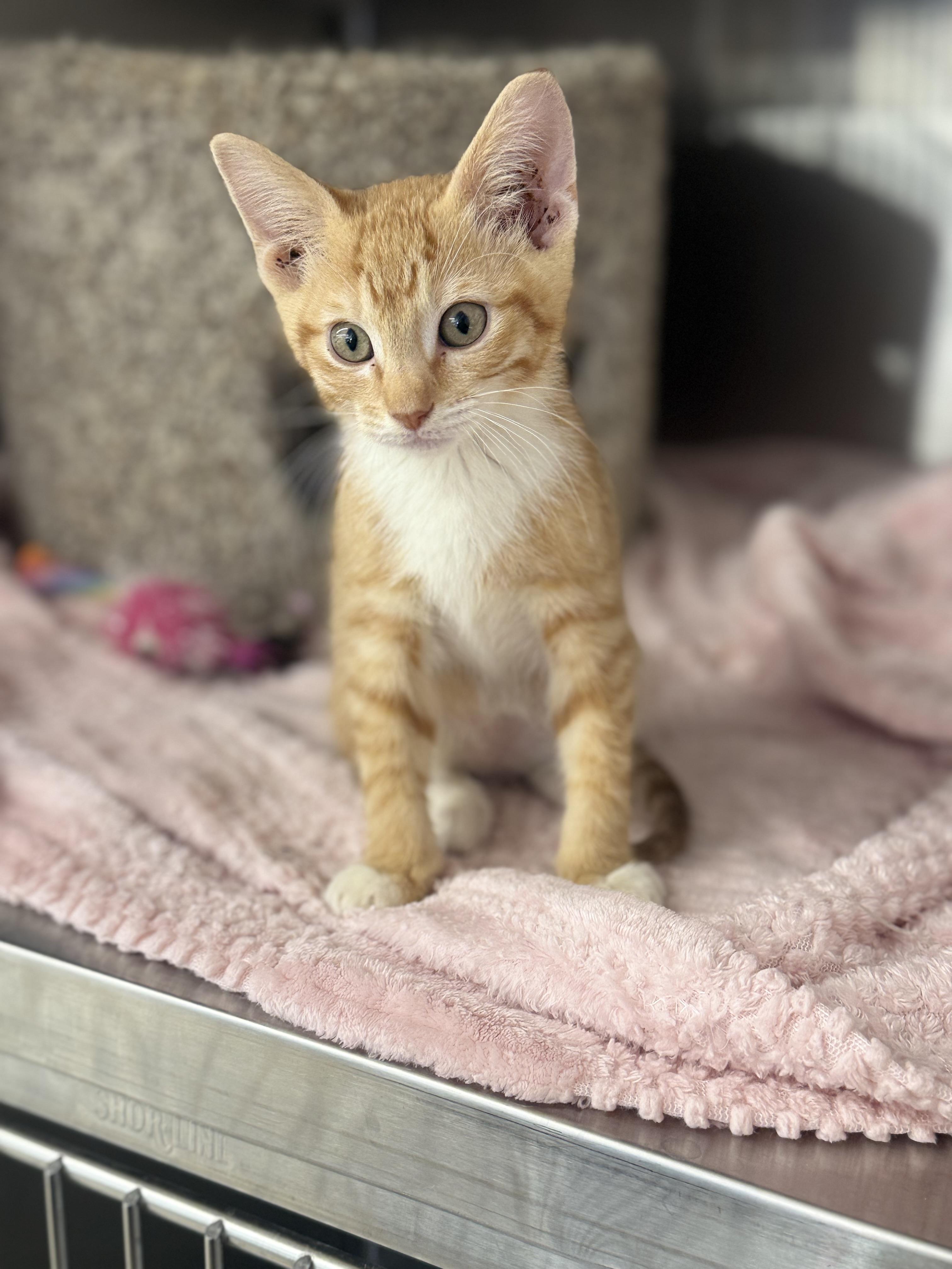 Flash, an adopted Domestic Short Hair in Magnolia, TX image 1/3