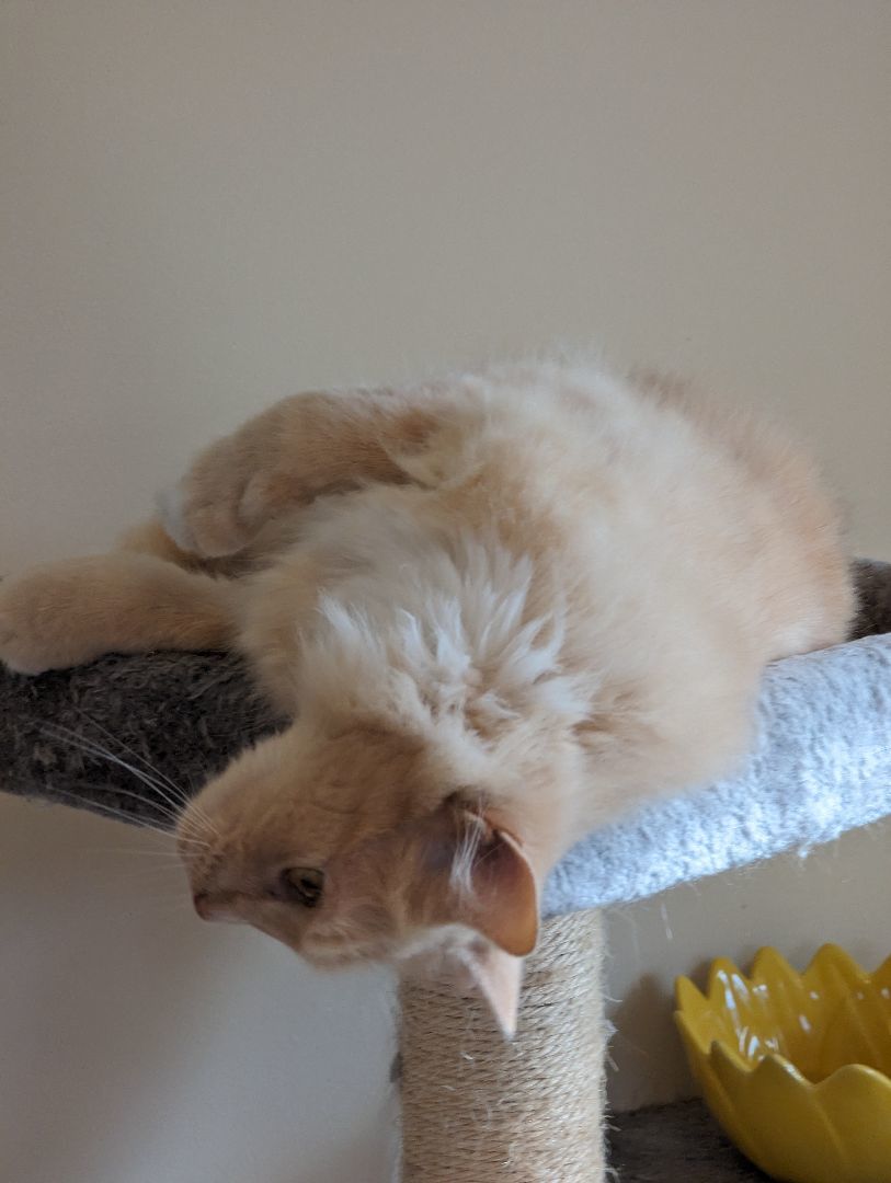 Lyle, Adopted, Young Male Domestic Long Hair.