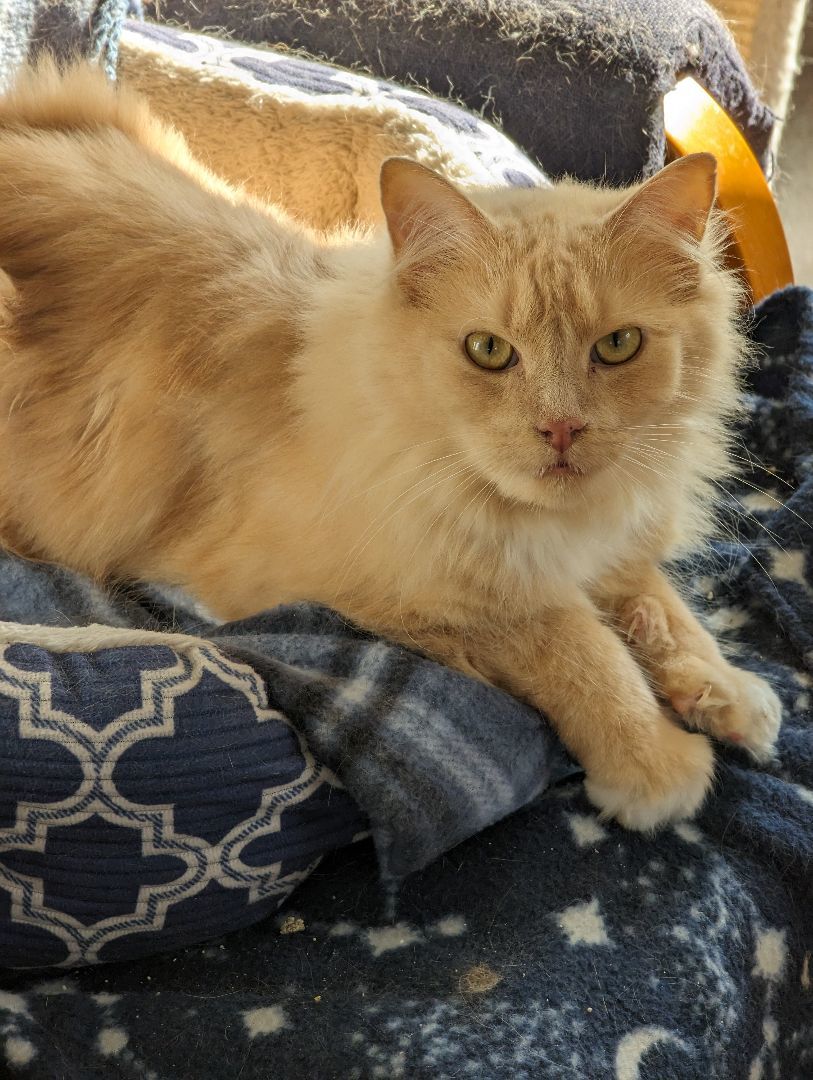 Lyle, a Adopted Domestic Long Hair in Burke, NY image 2/5