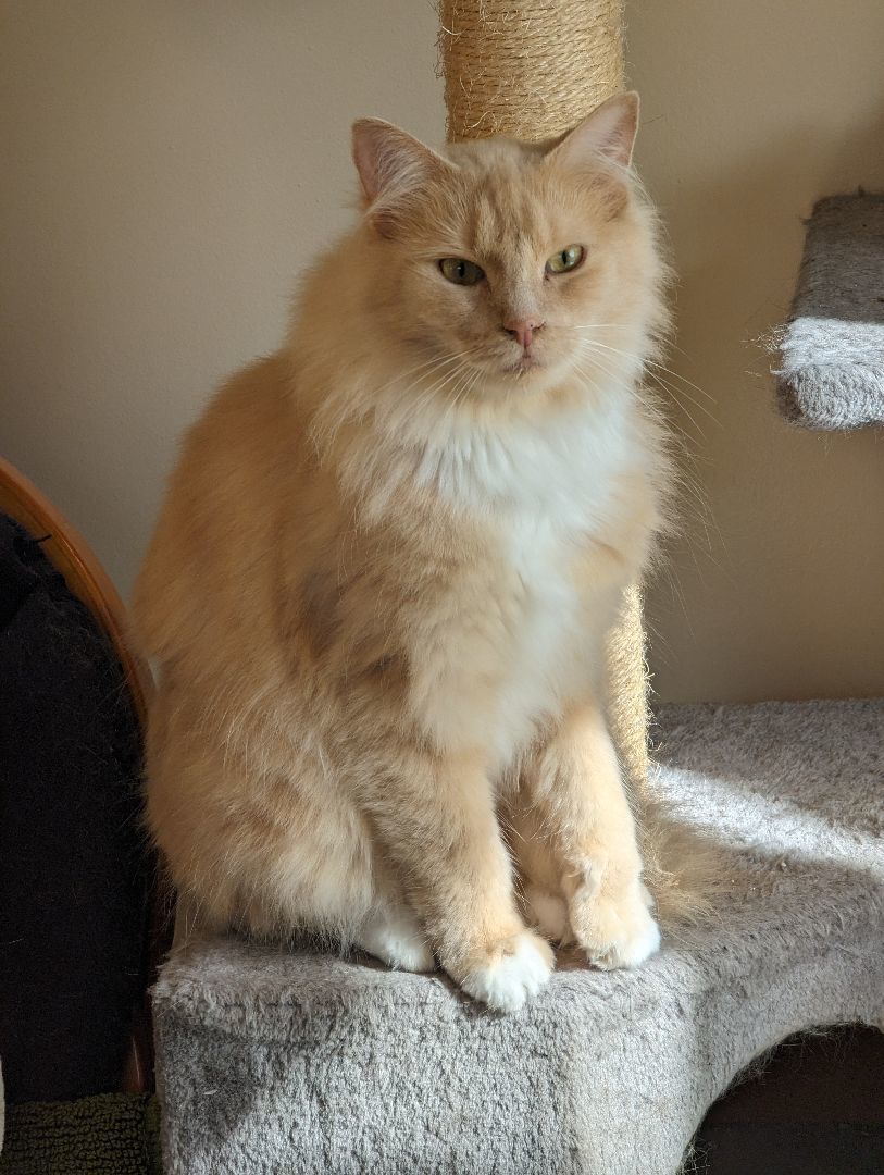 Lyle, a Adopted Domestic Long Hair in Burke, NY image 3/5