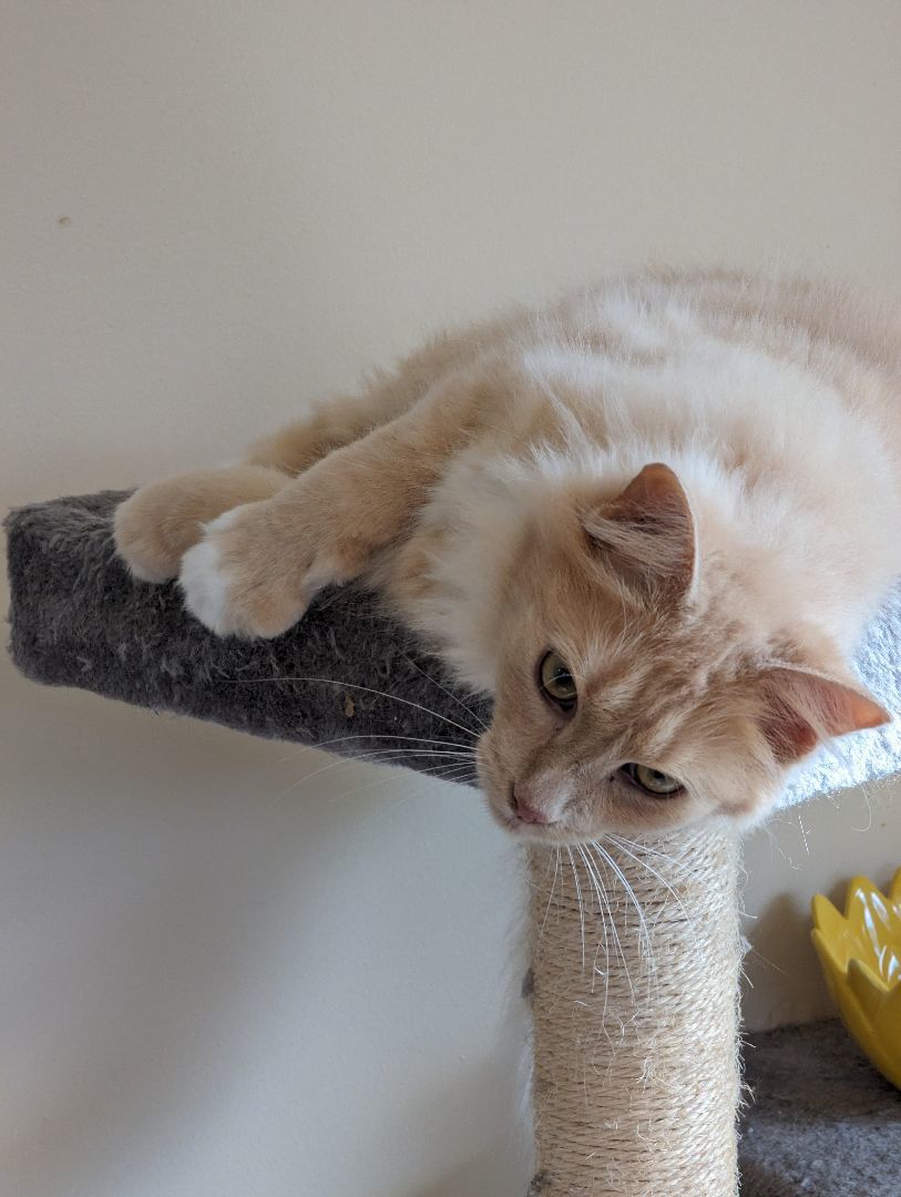 Lyle, a Adopted Domestic Long Hair in Burke, NY image 4/5