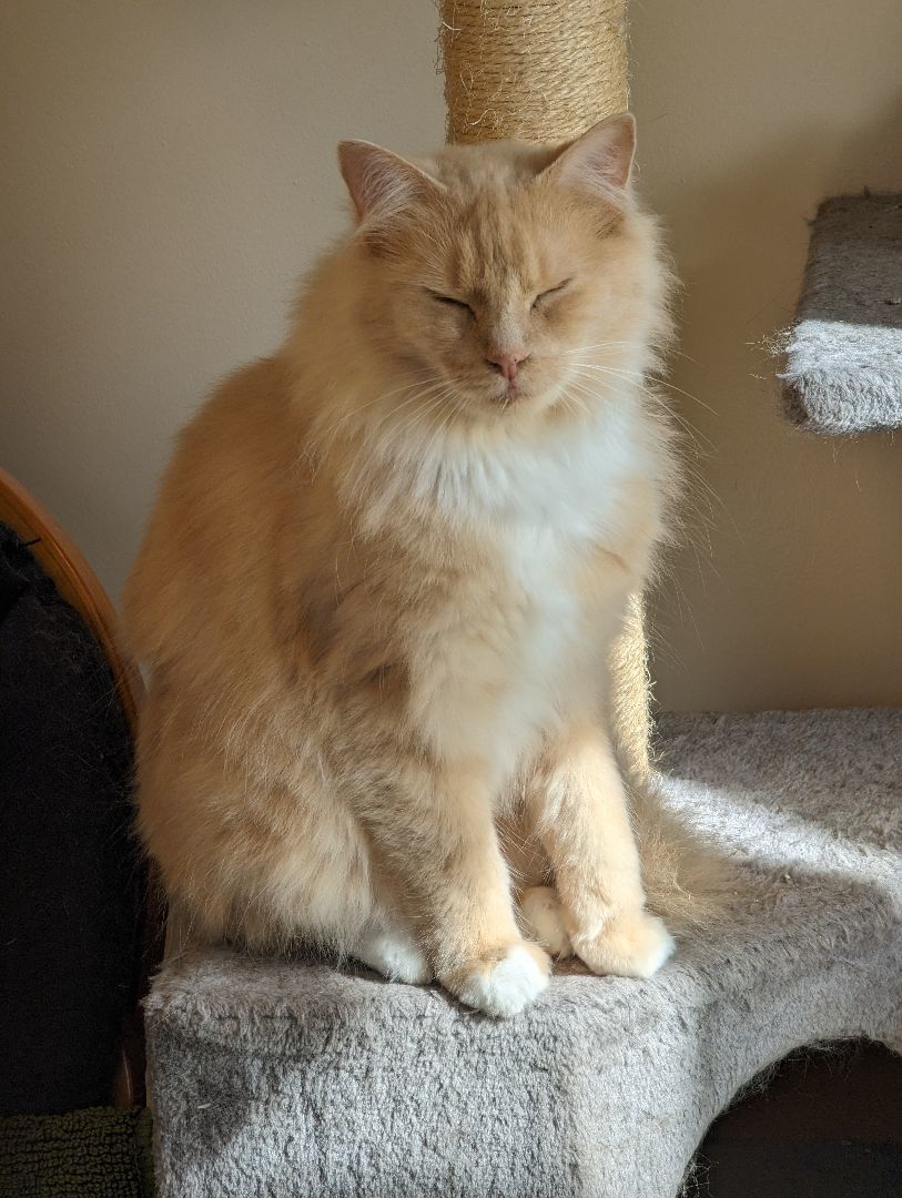 Lyle, a Adopted Domestic Long Hair in Burke, NY image 5/5