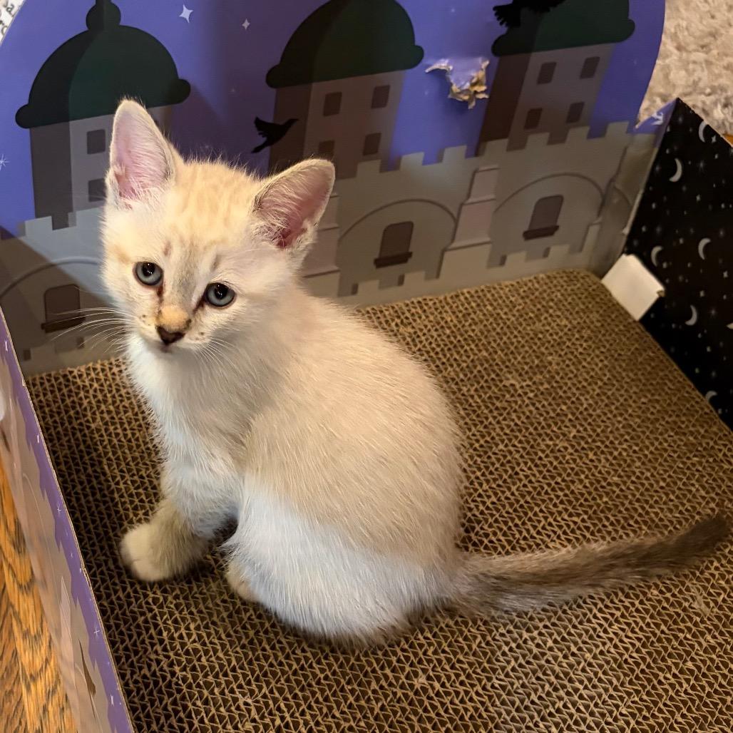 Yankee, a Adoptable Domestic Short Hair in Tustin, CA image 2/3