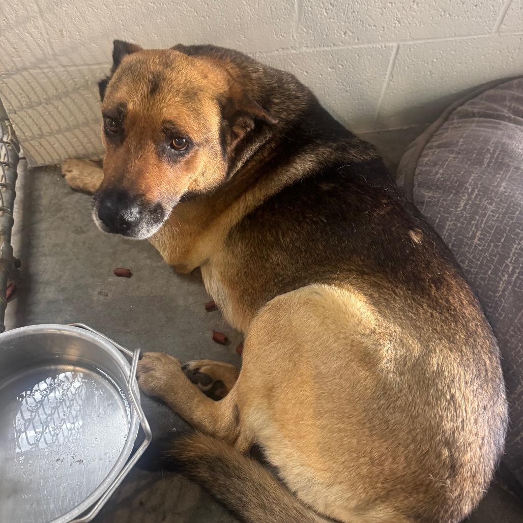 Enlarge Grandma, a Adoptable German Shepherd Dog in Buellton, CA image 1/2