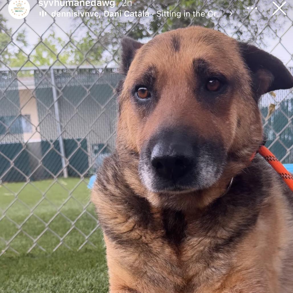 Enlarge Grandma, a Adoptable German Shepherd Dog in Buellton, CA image 2/2