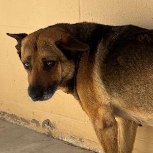 Enlarge Grandma, a Adoptable German Shepherd Dog in Buellton, CA image 2/2