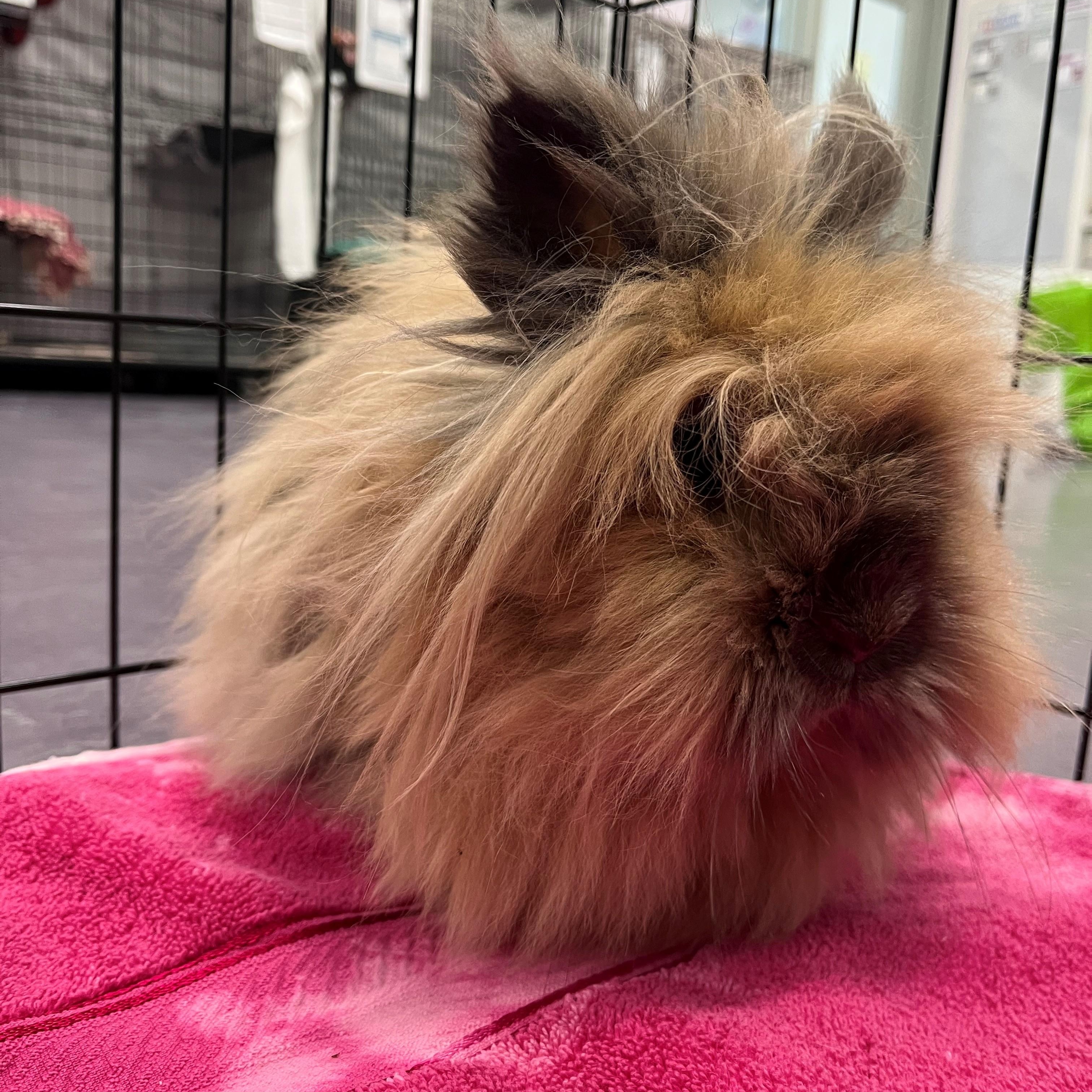 Enlarge Odette, a ADOPTABLE Lionhead in Onalaska, WI image 1/3