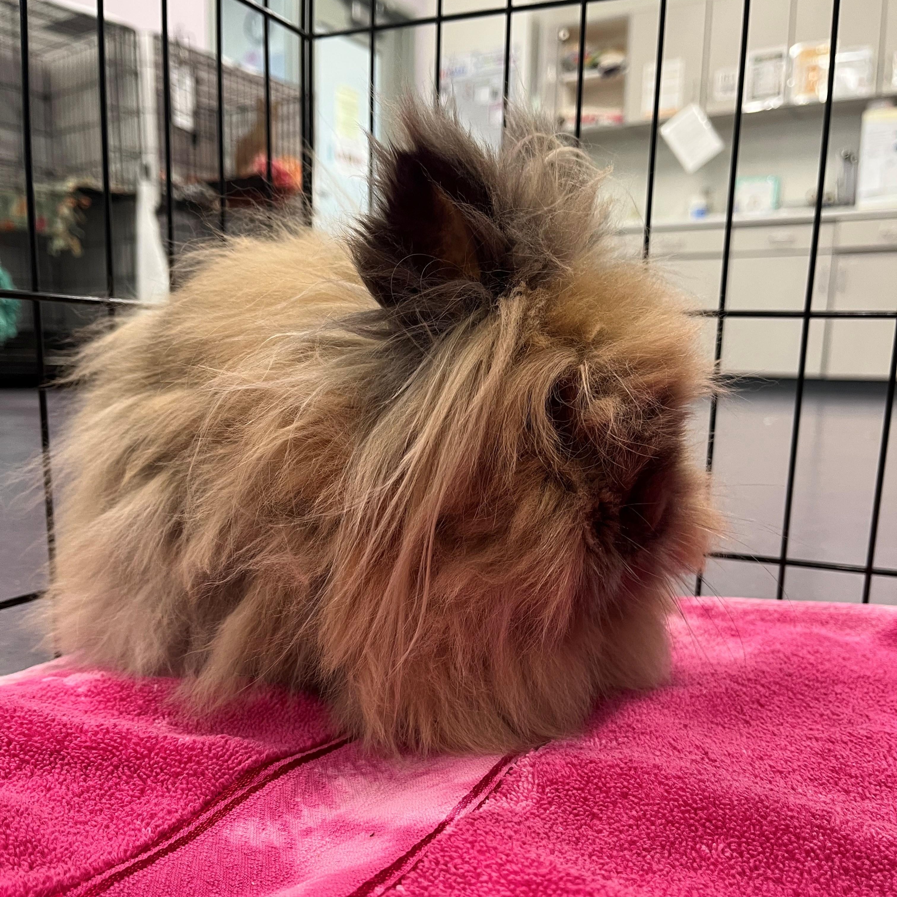 Enlarge Odette, a ADOPTABLE Lionhead in Onalaska, WI image 2/3