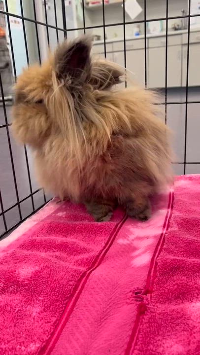 Enlarge Odette, a ADOPTABLE Lionhead in Onalaska, WI video 3/3