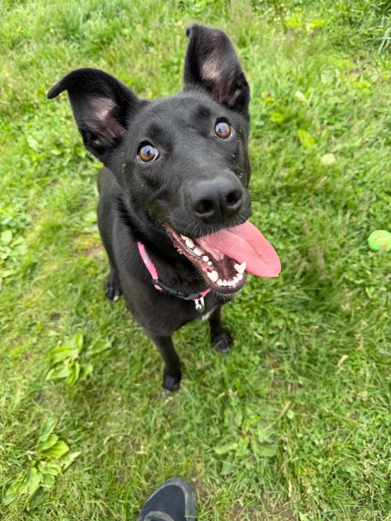Enlarge Astrid, a Adoptable mixed breed in Pierceton, IN image 1/6