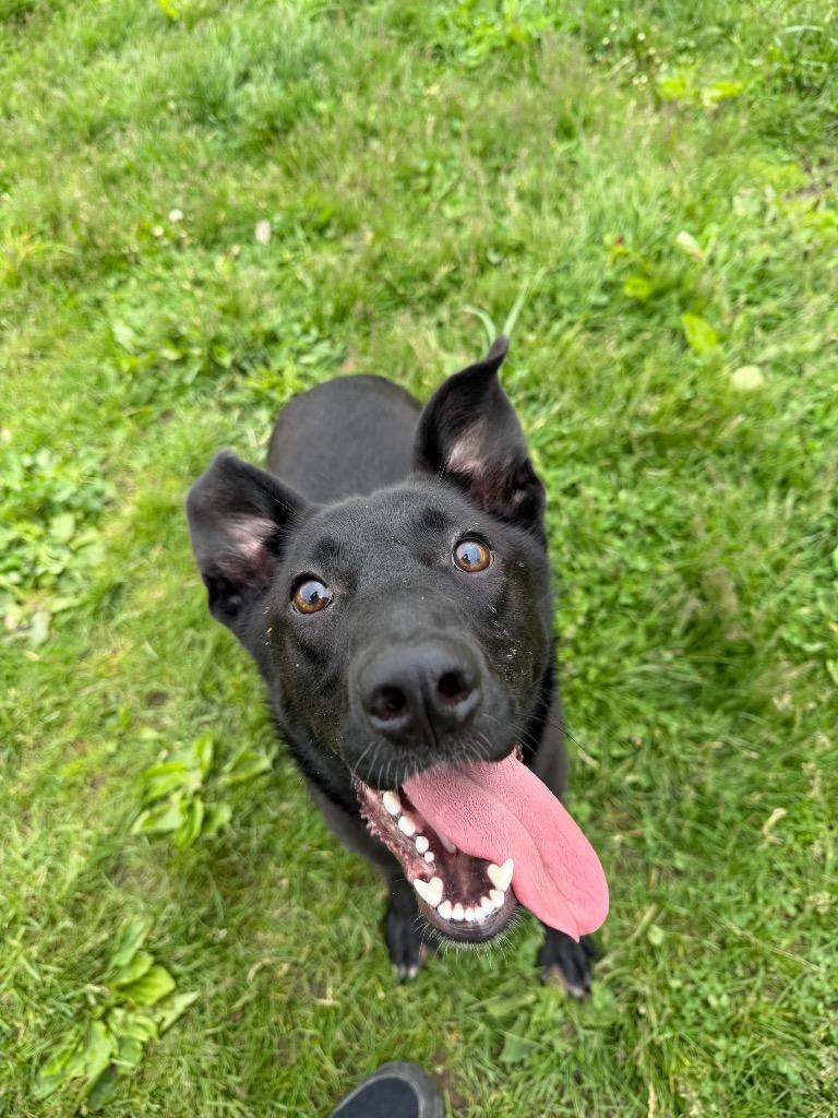 Enlarge Astrid, a Adoptable mixed breed in Pierceton, IN image 2/6
