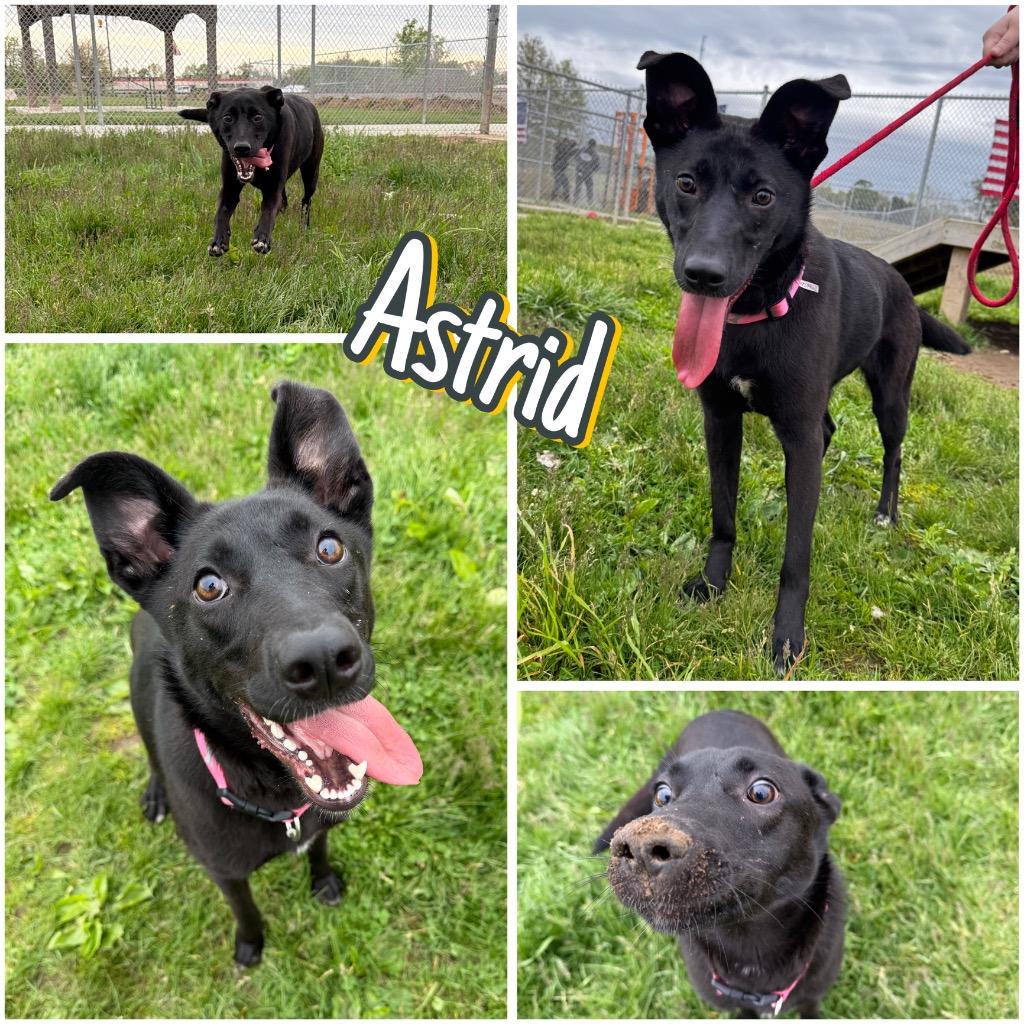Enlarge Astrid, a Adoptable mixed breed in Pierceton, IN image 3/6