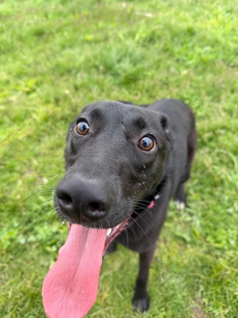 Enlarge Astrid, a Adoptable mixed breed in Pierceton, IN image 4/6