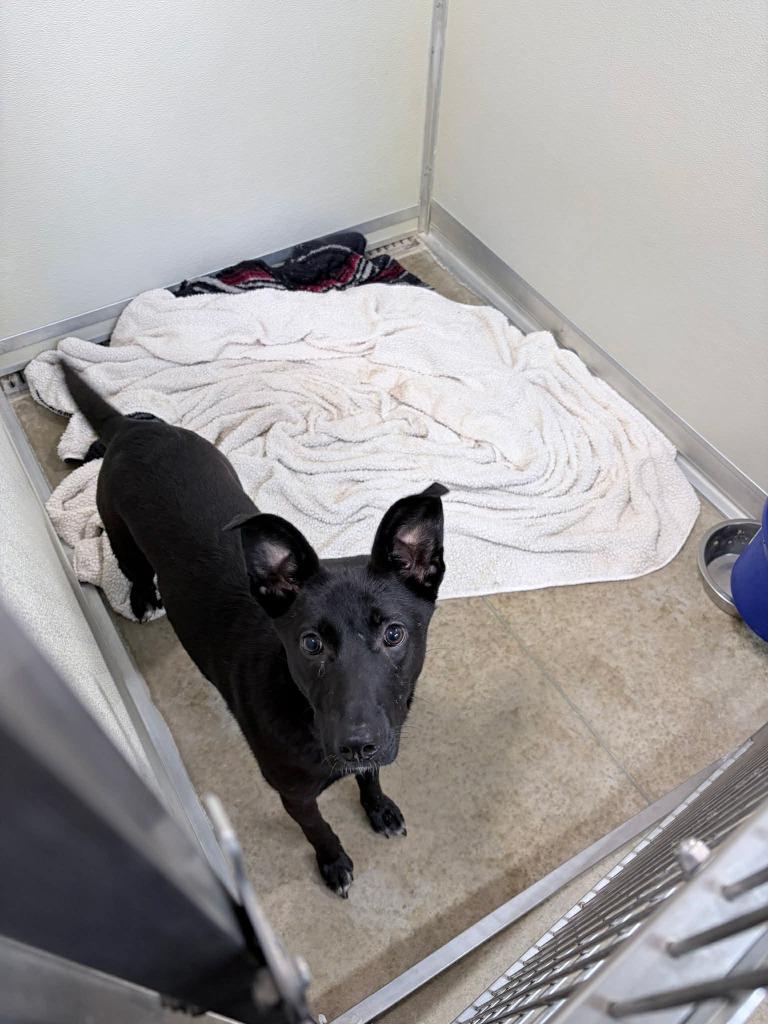 Enlarge Astrid, a Adoptable mixed breed in Pierceton, IN image 5/6